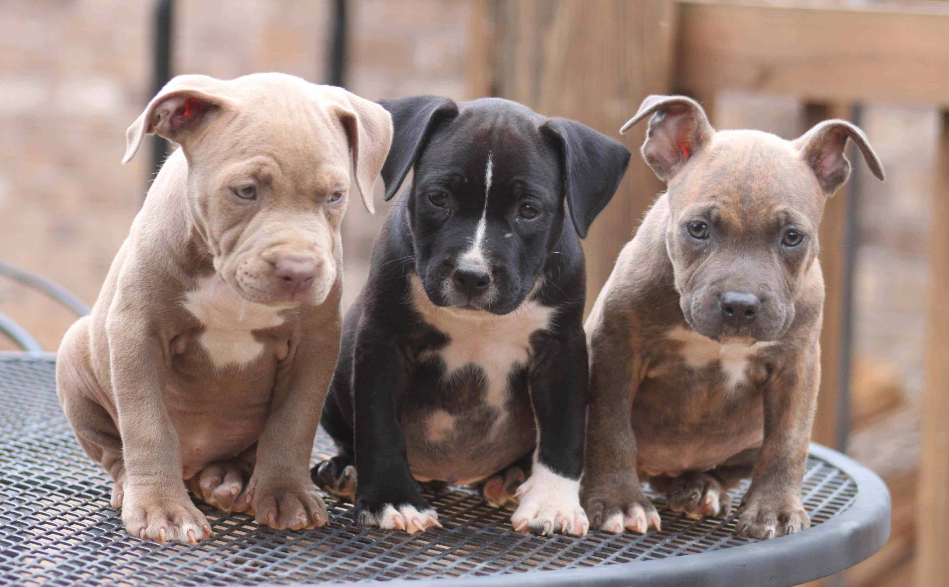 Pitbull Puppies 桌布 壁紙 — 三隻可愛的比特犬幼犬，毛色各異，一起坐在戶外金屬露台桌上。