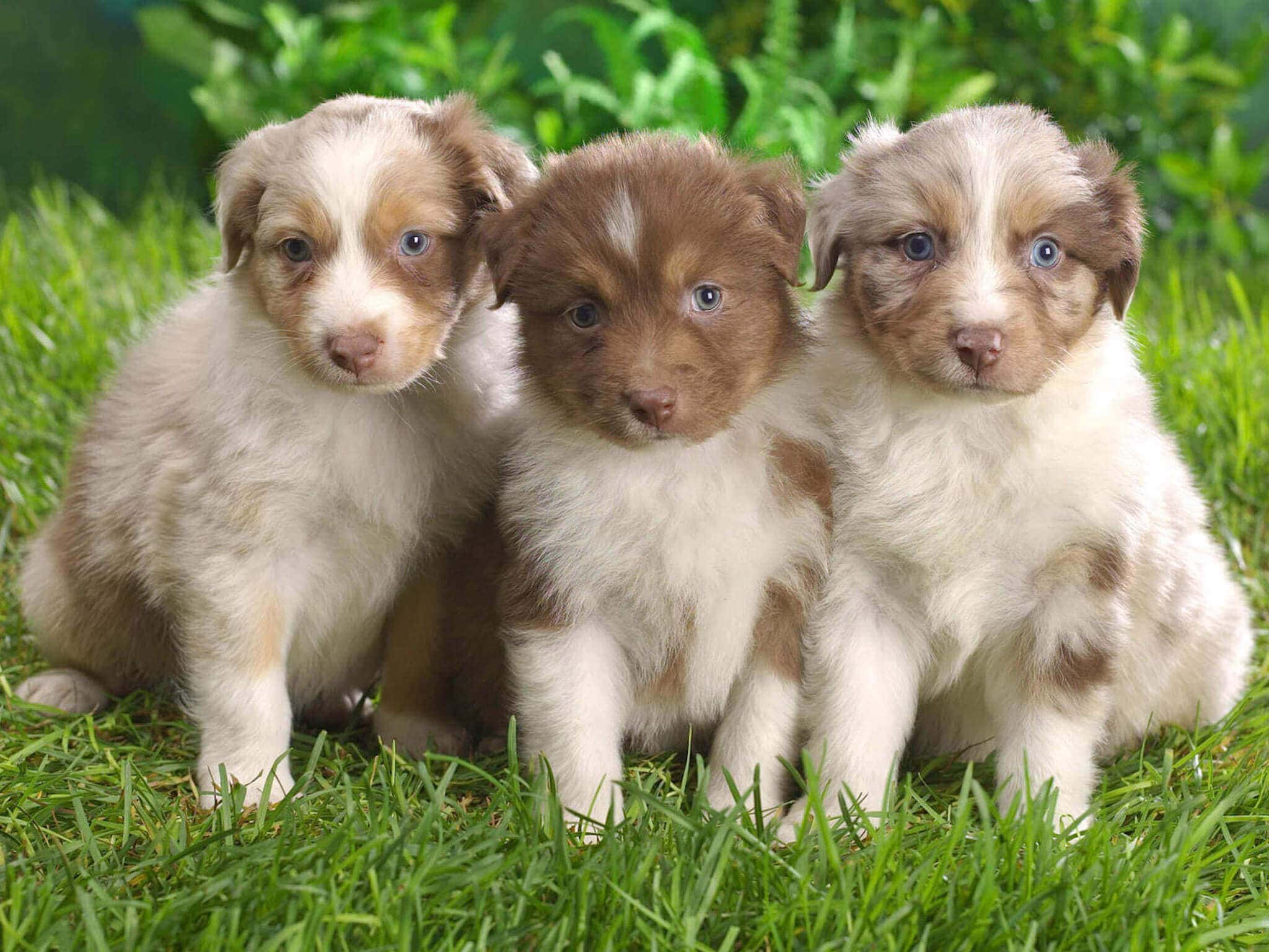 小狗 桌布 壁紙 — 三隻可愛的澳洲牧羊犬幼犬，擁有藍色眼睛，一起坐在充滿活力的綠色草地上，好奇地看著相機。