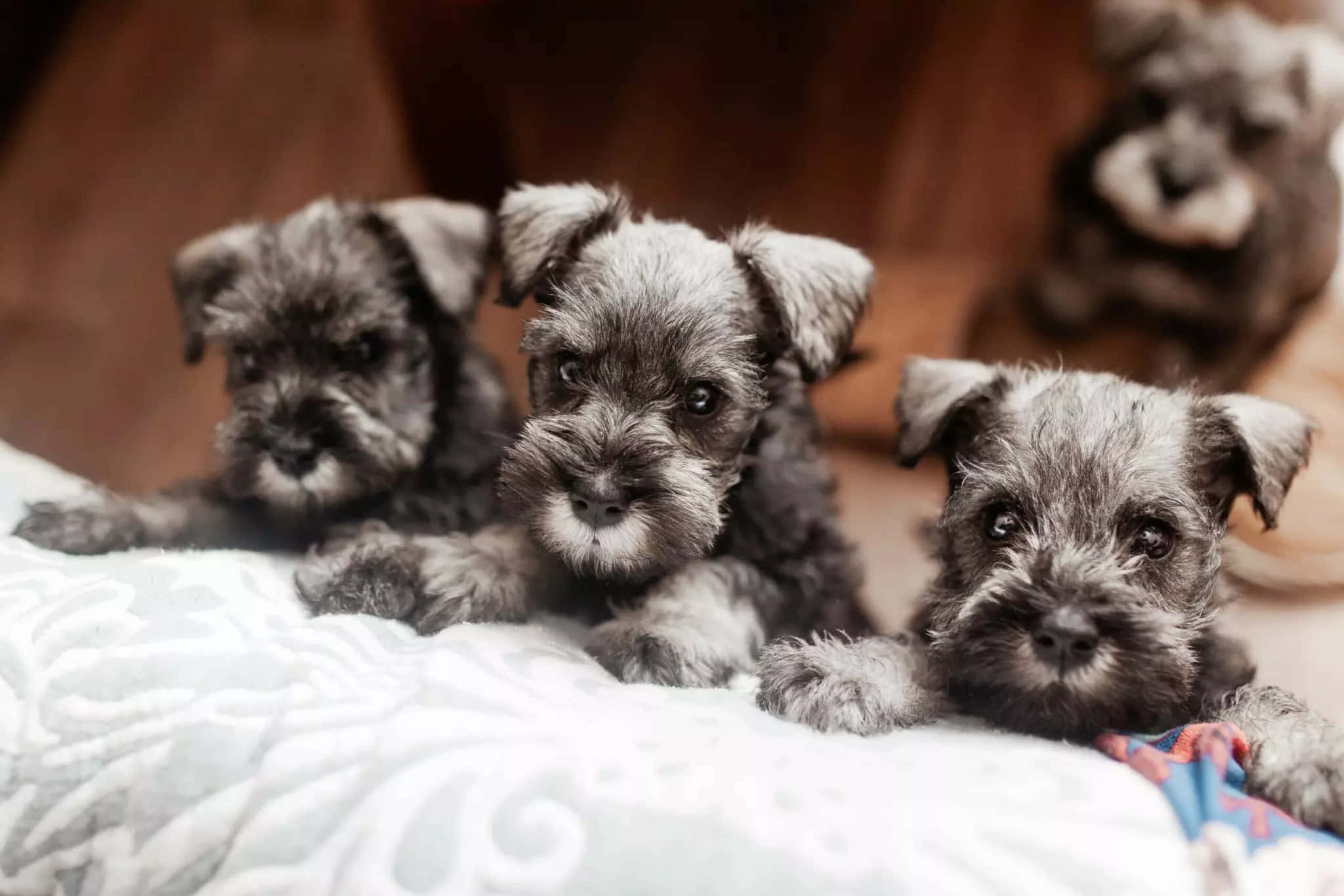 Schnauzer 桌布 壁紙 — 三隻可愛的灰色雪納瑞幼犬，毛茸茸的，從柔軟的白色圖案毛毯上好奇地凝視著。