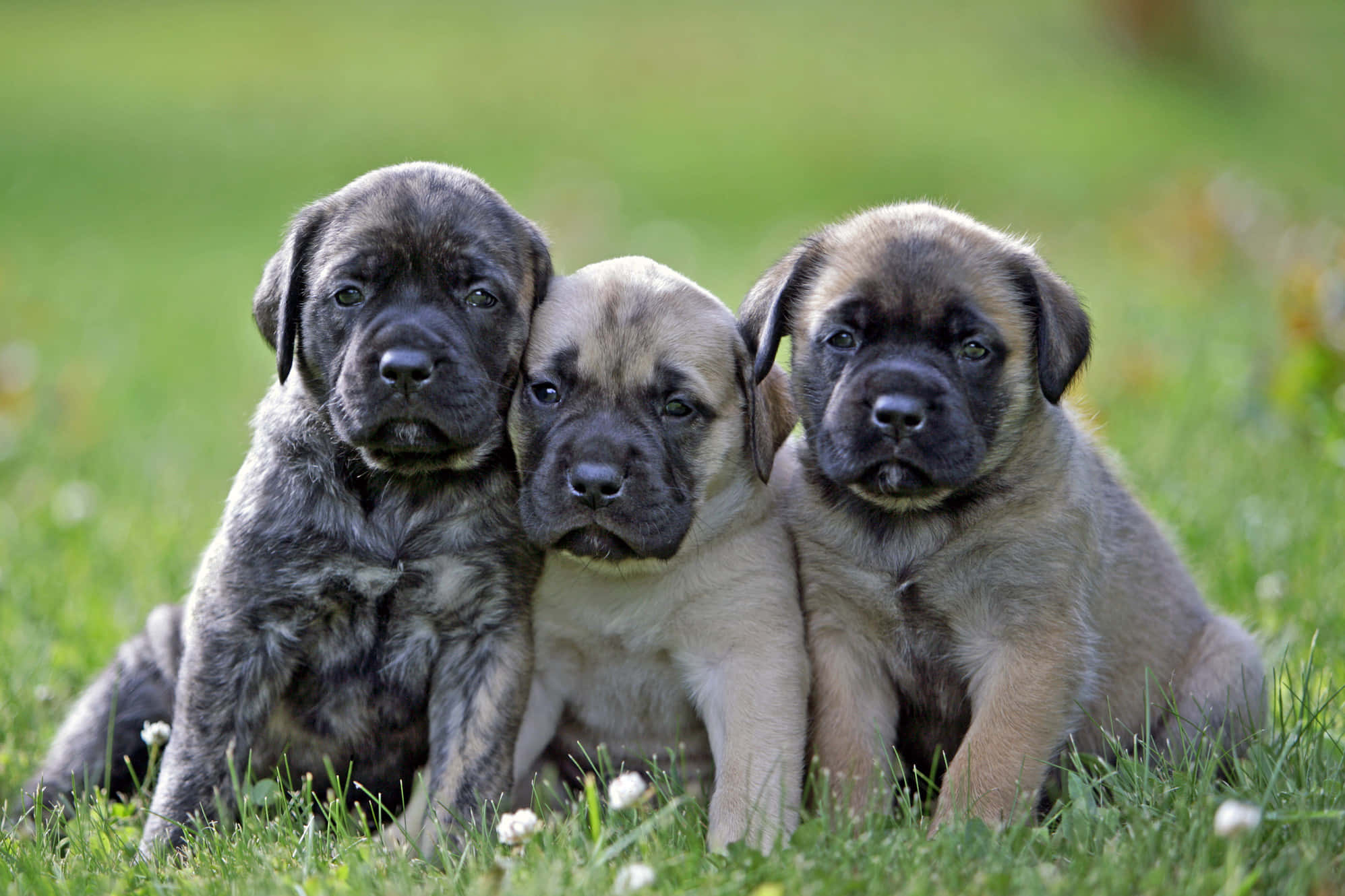 English Mastiff 桌布 壁紙 — 三隻可愛的獒犬幼犬，毛色有虎斑和淺黃褐色，在陽光普照、點綴著小白花的草地上緊密地坐在一起。