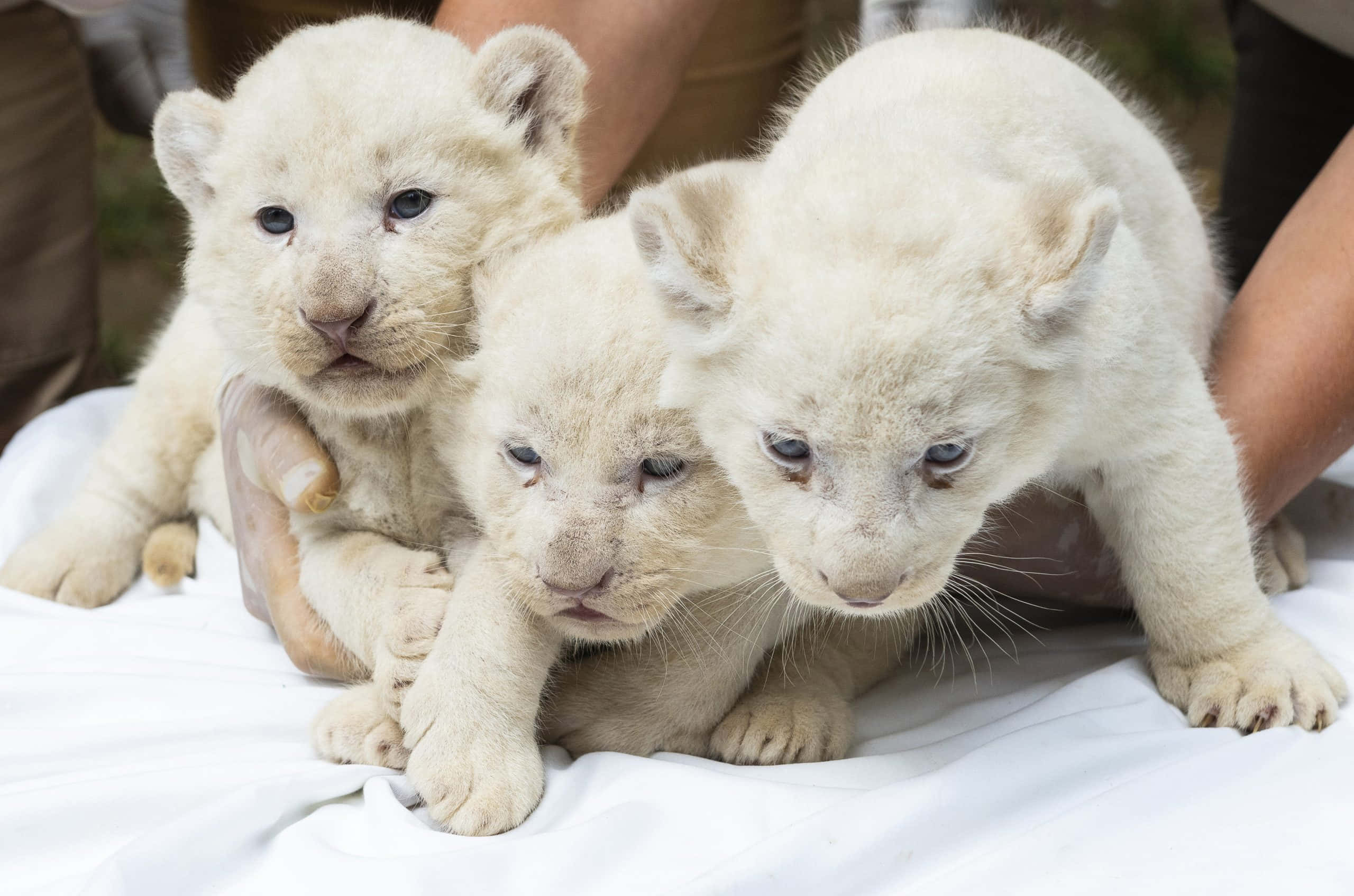 Baby Lion 桌布 壁紙 — 三隻可愛的白獅幼崽，擁有藍色眼睛，在人類雙手捧著的白色毯子上一起休息。