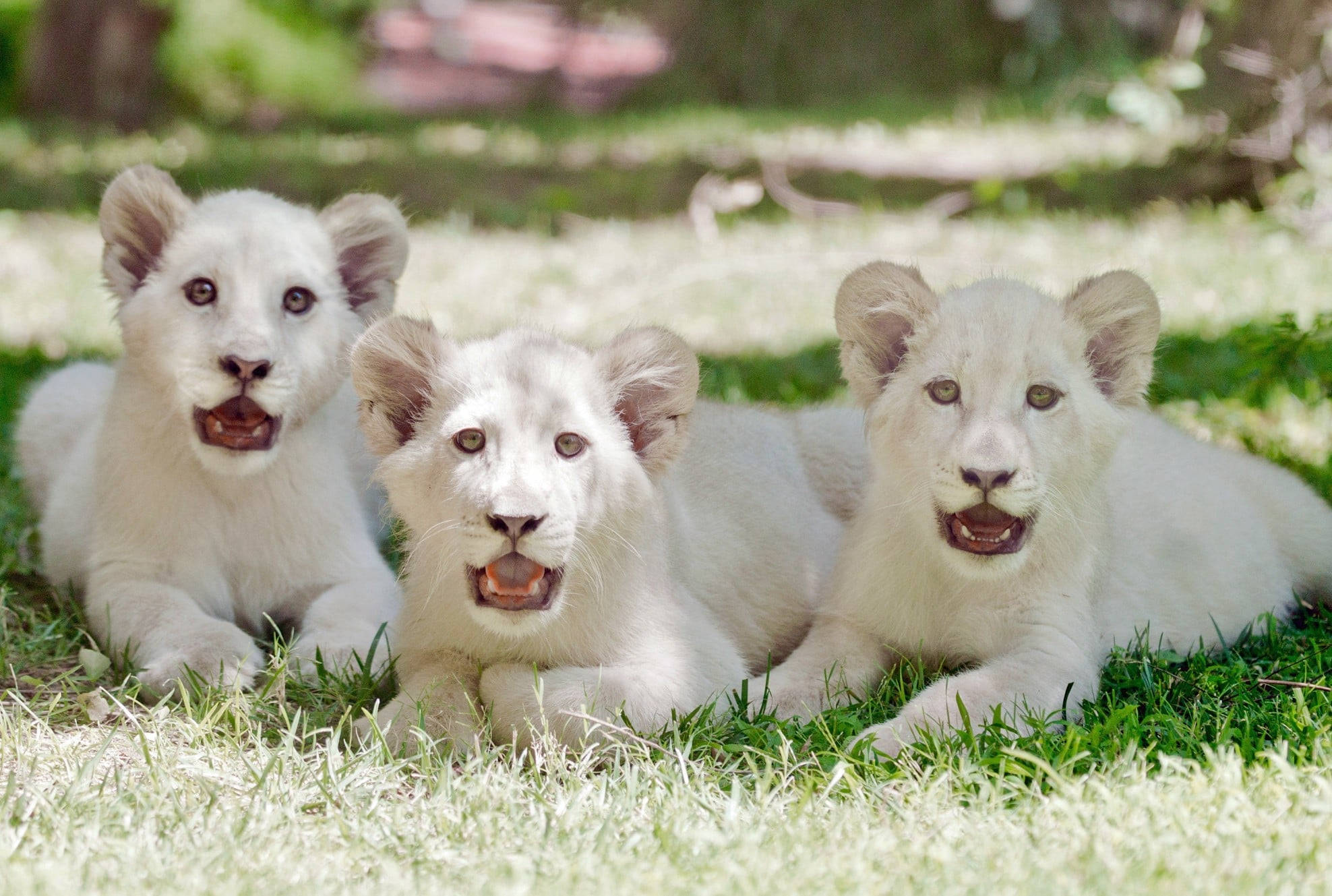 White Lion 桌布 壁紙 — 三隻可愛的白獅幼崽躺在陽光照耀的草地上，表情好奇，嘴巴張開。