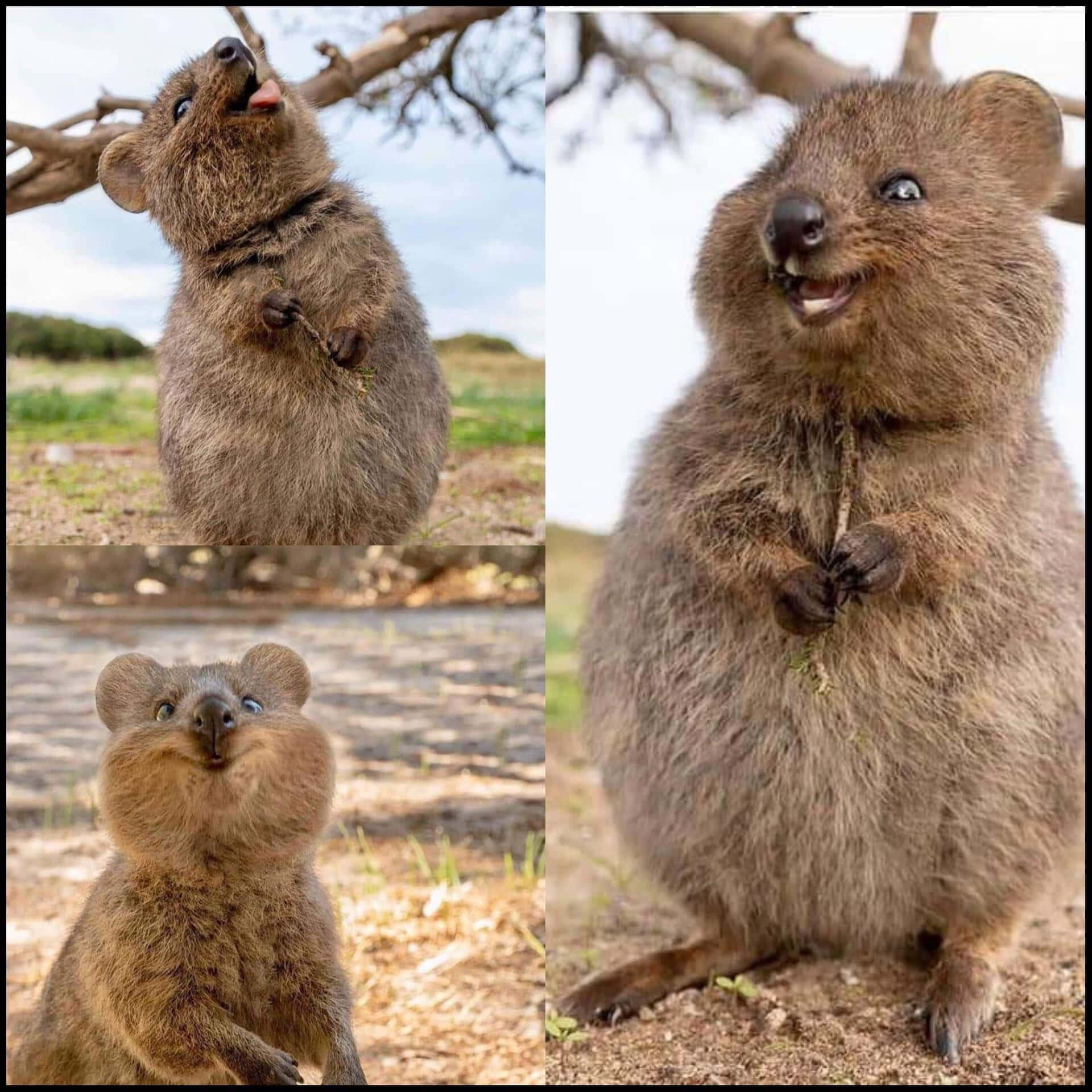 quokka 桌布 壁紙 — 三隻可愛的短尾矮袋鼠在自然棲息地直立，展現快樂的表情，一隻伸出舌頭，一隻拿著草。