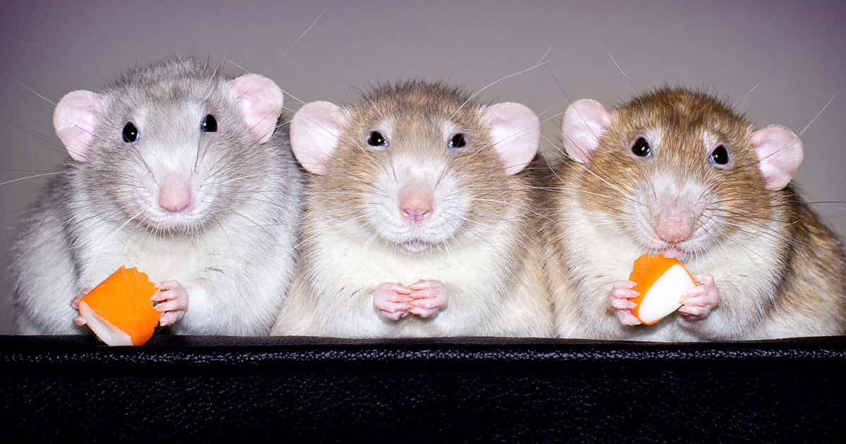 Rat 桌布 壁紙 — 三隻可愛的粉紅色耳朵老鼠並排坐著，在純灰色背景前拿著橙色胡蘿蔔塊。