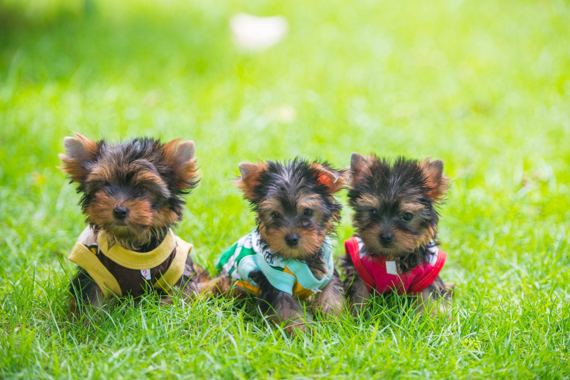 yorkie 桌布 壁紙 — 三隻可愛的約克夏㹴幼犬穿著色彩繽紛的服裝，一起坐在充滿活力的綠色草地上。
