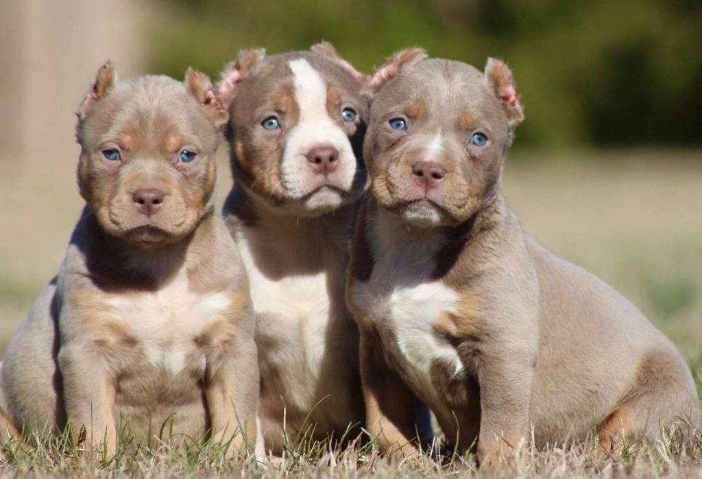 比特犬幼犬 桌布 壁紙 — 三隻可愛的藍眼睛比特犬幼犬，灰色和白色的毛髮，一起坐在草地上，直視鏡頭。