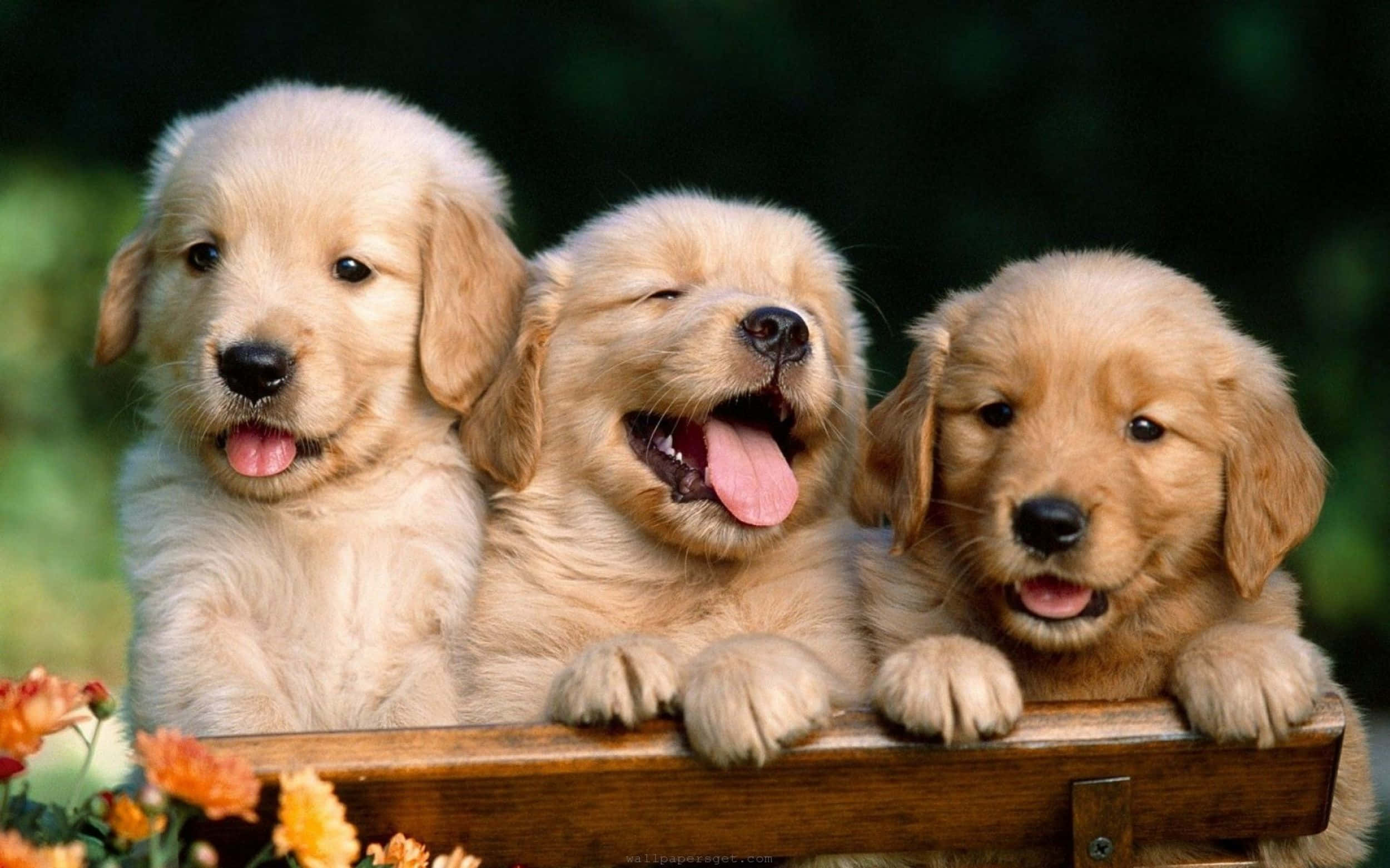 Cute Mac 桌布 壁紙 — 三隻可愛的金毛尋回犬幼犬，毛茸茸的，從一個被橙色花朵包圍的木箱上探出頭來。