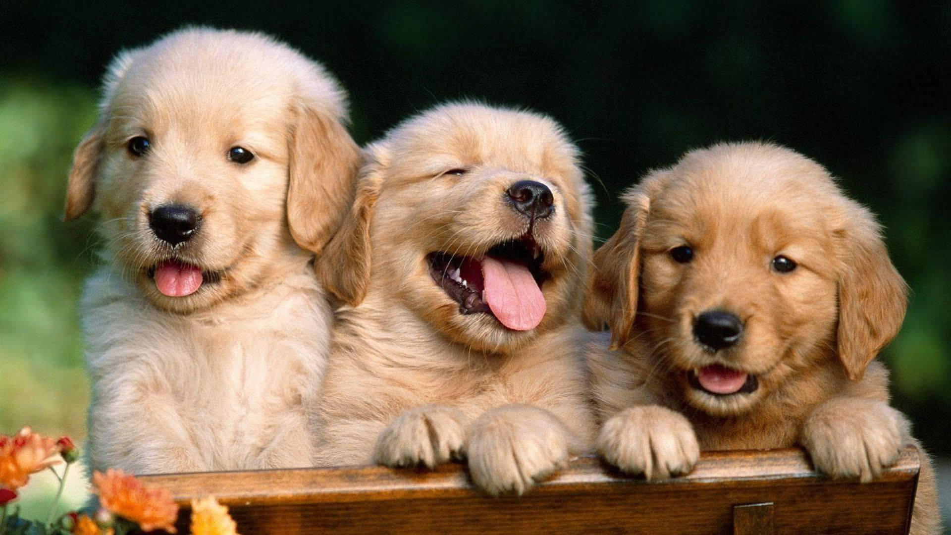 Puppies 桌布 壁紙 — 三隻可愛的金毛尋回犬幼犬，毛茸茸的，從木邊探出頭來，其中一隻眨著眼，開心地喘著氣。