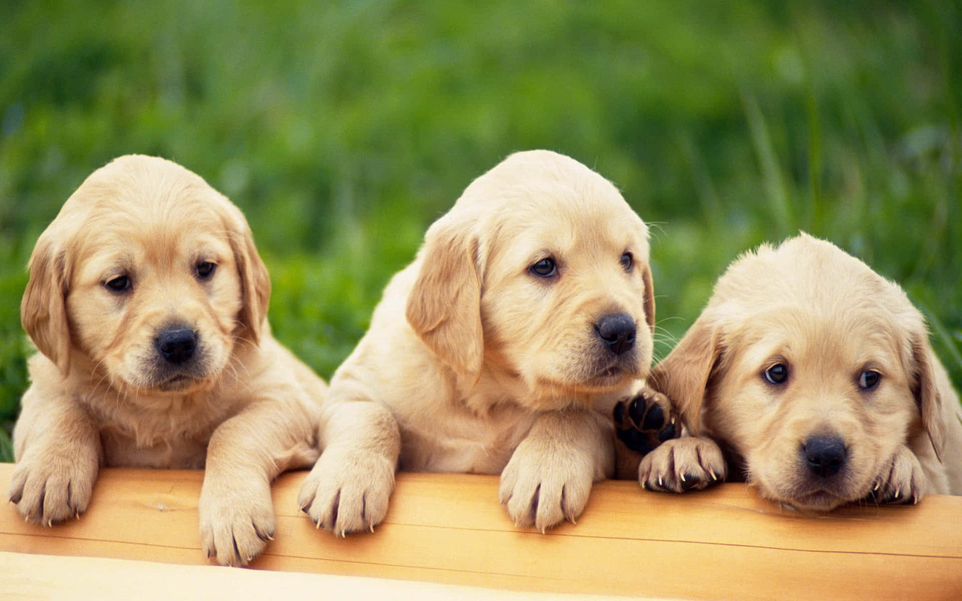 golden retriever puppy 桌布 壁紙 — 三隻可愛的金毛尋回犬幼犬將爪子放在木質表面上，背景是柔和的綠色草地。