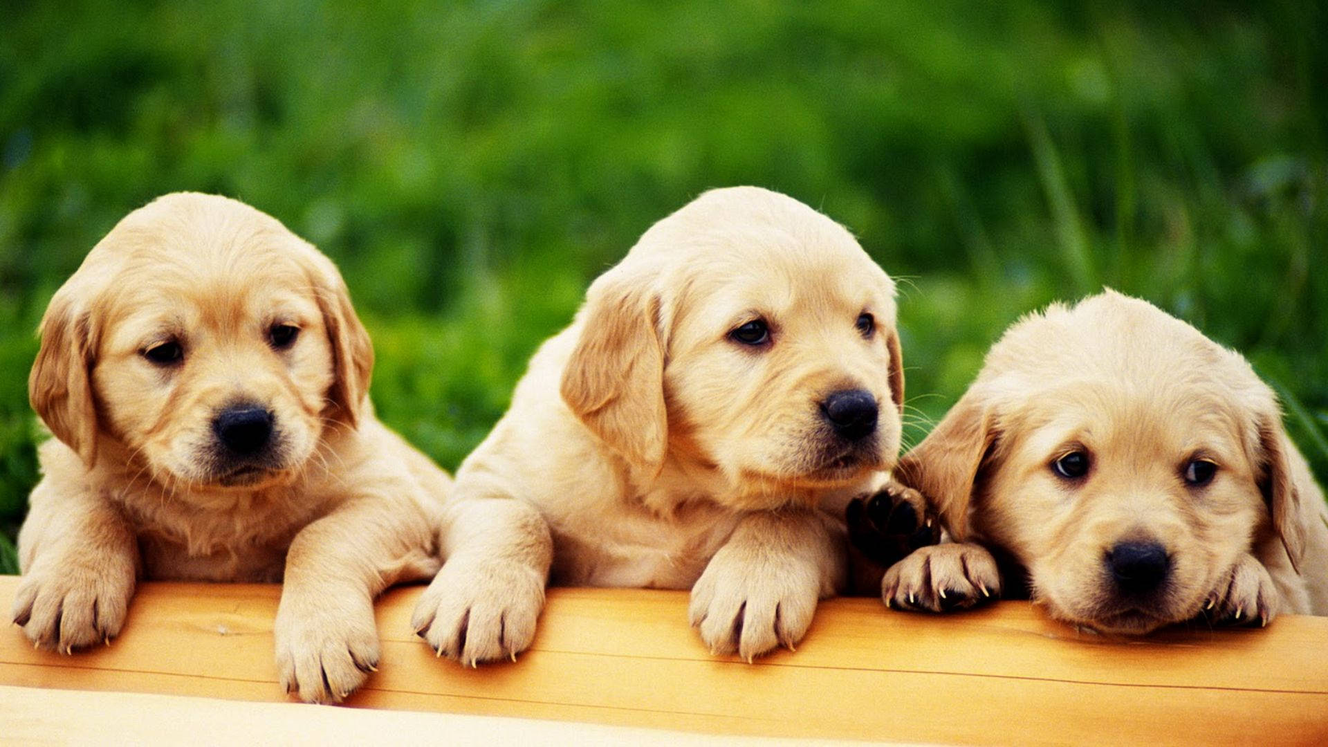 Puppies 桌布 壁紙 — 三隻可愛的金毛尋回犬幼犬將爪子放在木質表面上，背景是柔和的綠色草地。
