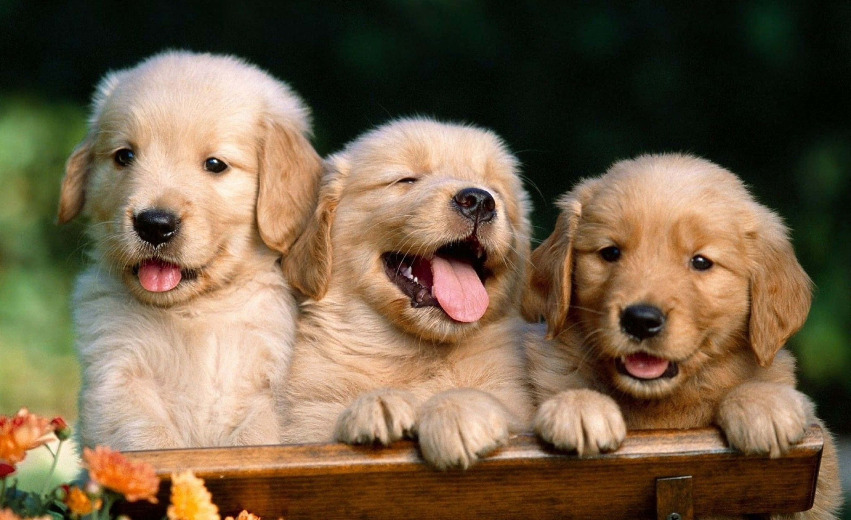 Cute Aesthetic Dog 桌布 壁紙 — 三隻可愛的金毛尋回犬幼犬從木柵欄上探出頭來，帶著快樂的表情，下方有鮮豔的橙色花朵。