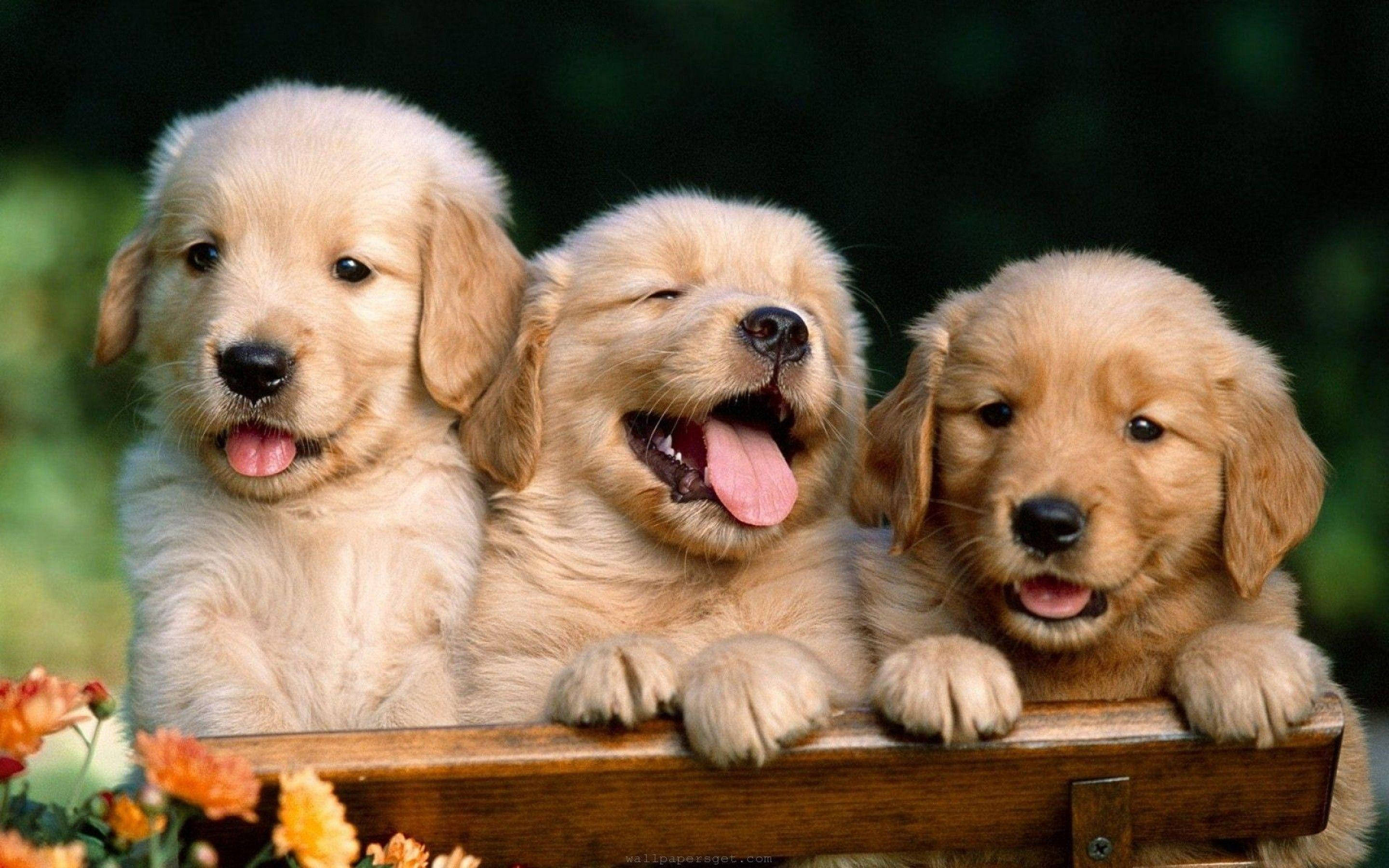 圖片 桌布 壁紙 — 三隻可愛的金毛獵犬幼犬，毛茸茸的，從木柵欄上探出頭來，開心地微笑和喘氣。