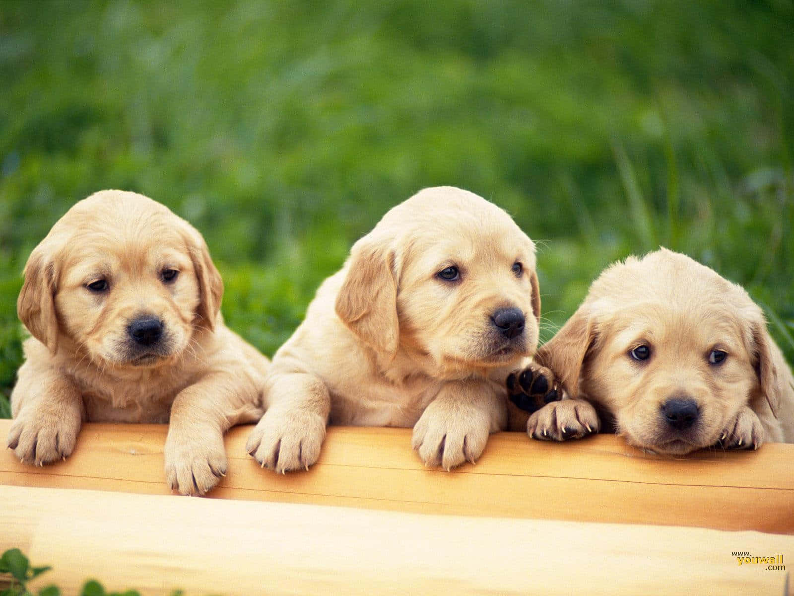 Aesthetic Dogs 桌布 壁紙 — 三隻可愛的金毛獵犬幼犬將爪子放在木柵欄上，背景是柔和的綠色草地。