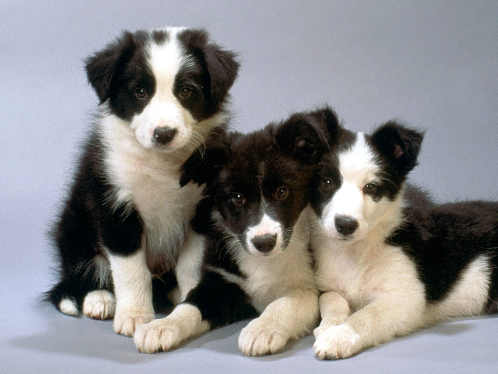 狗 桌布 壁紙 — 三隻可愛的黑白邊境牧羊犬幼犬在柔軟的灰色工作室背景上一起擺姿勢。