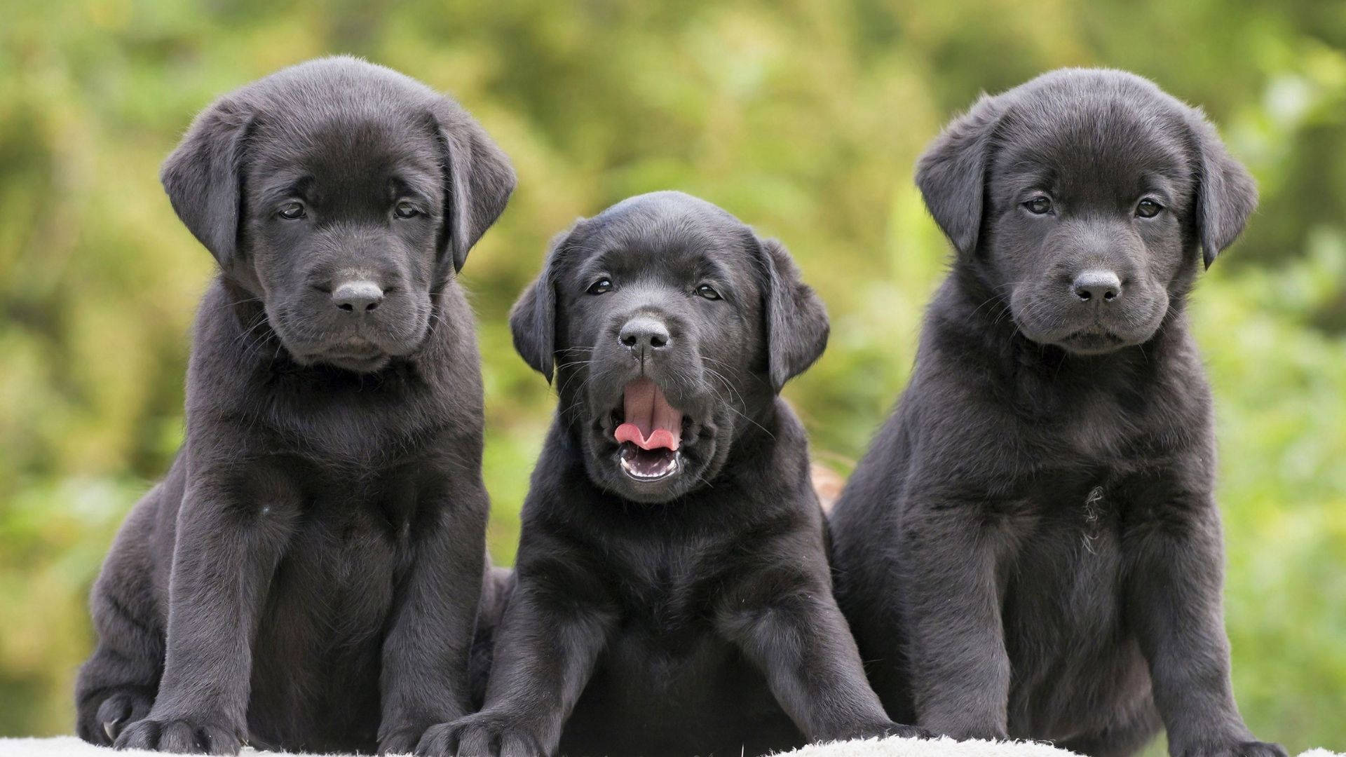 Puppies 桌布 壁紙 — 三隻可愛的黑色拉布拉多幼犬坐在一起，其中一隻正在打哈欠，身後有明亮的綠色葉子柔和地模糊。
