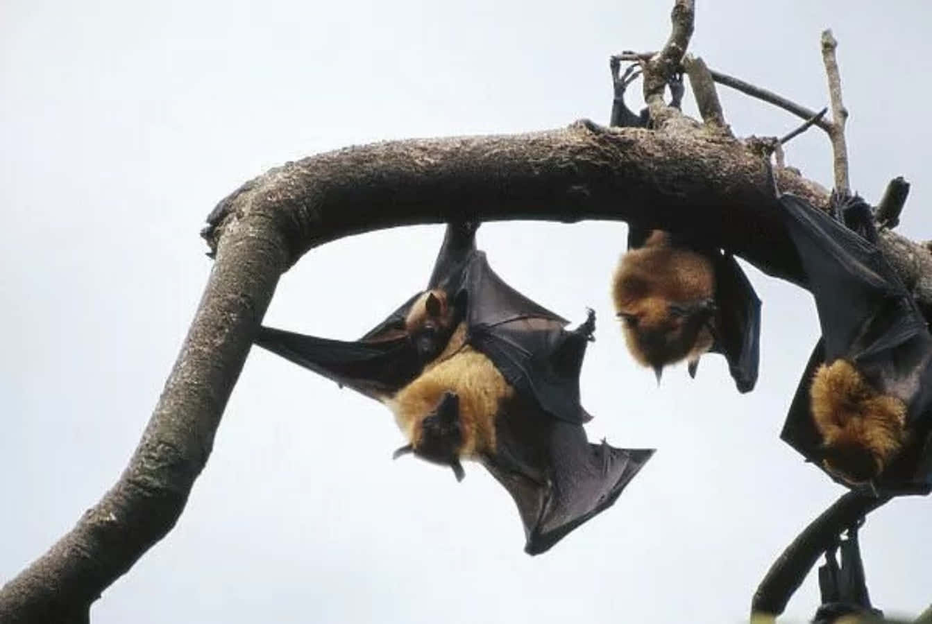 Bats 桌布 壁紙 — 三隻大棕色蝙蝠倒掛在粗樹枝上，襯著淡色天空。