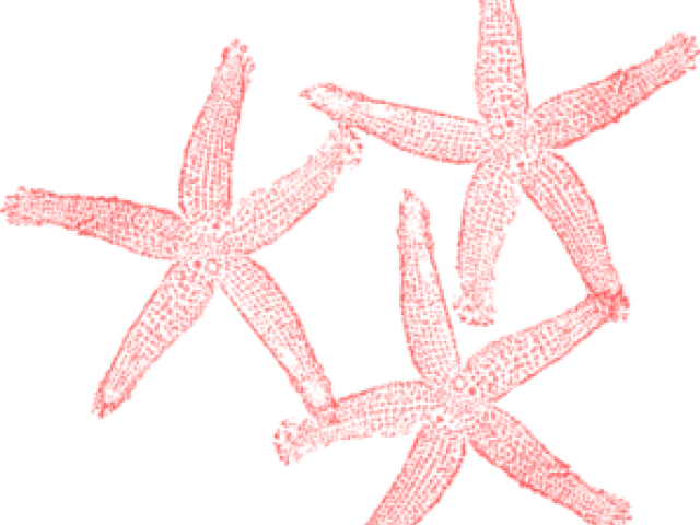 Starfish Clipart 桌布 壁紙 — 三隻大膽的珊瑚紅色海星，帶有紋理筆觸，漂浮在純黑色背景上。