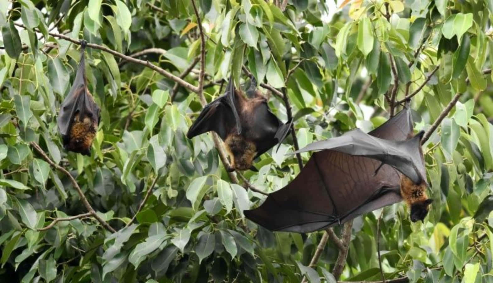 Bats 桌布 壁紙 — 三隻大蝙蝠在茂密森林樹冠的濃密綠葉間懸掛並展開翅膀。