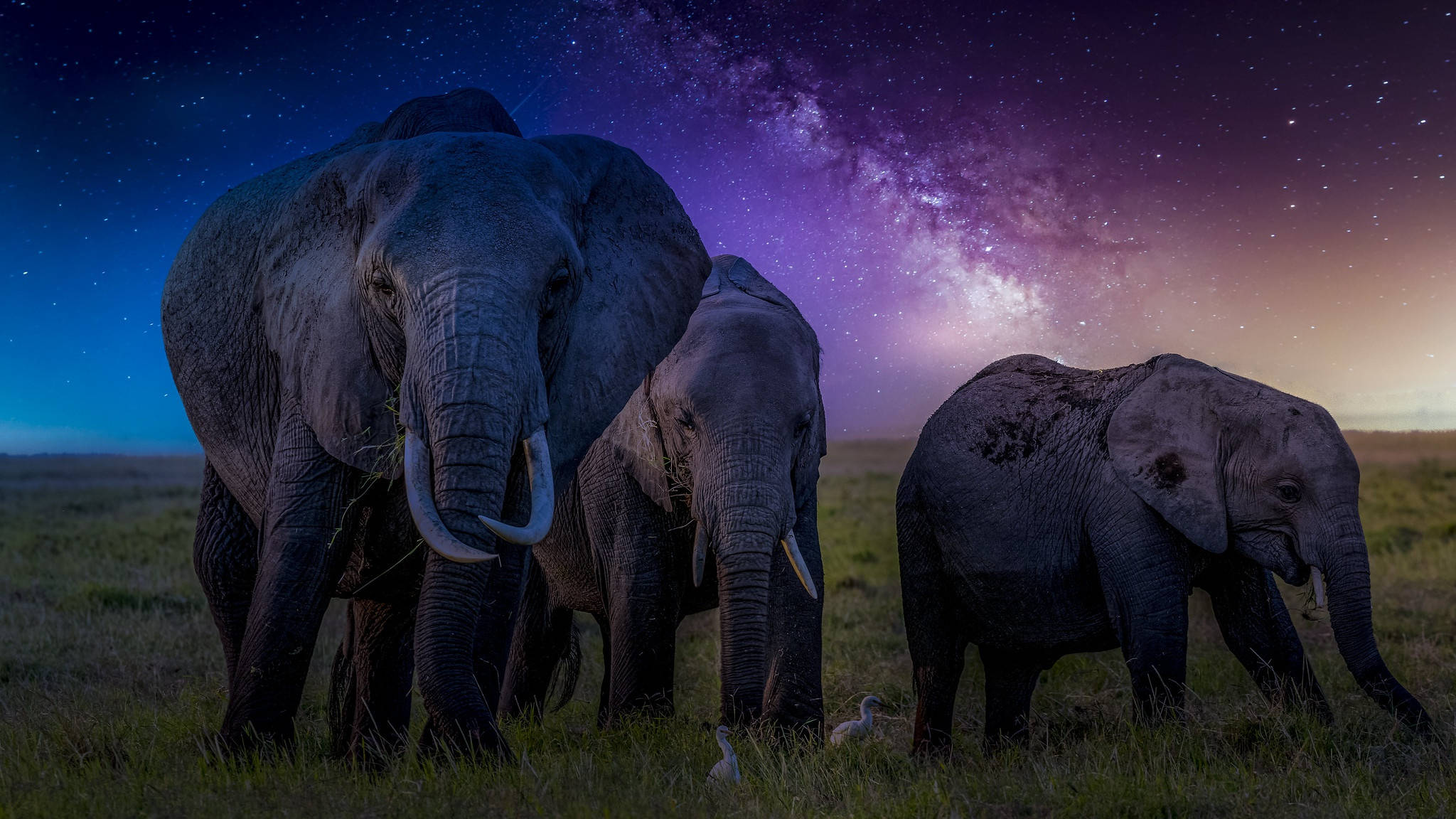 4K Elephant 桌布 壁紙 — 三隻大象站在長滿草的稀樹草原上，頭頂是充滿活力的紫色和藍色星空，銀河拱起。
