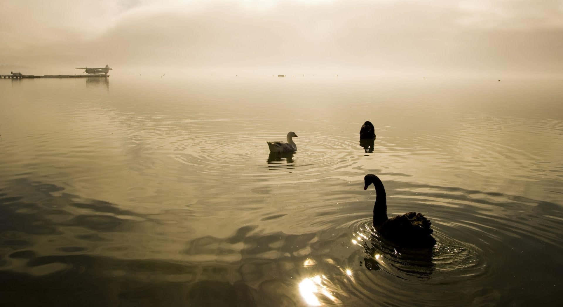 Goose 桌布 壁紙 — 三隻天鵝在霧氣瀰漫的金色湖面上優雅滑行，遠處有碼頭和水上飛機，沐浴在柔和的晨光中。