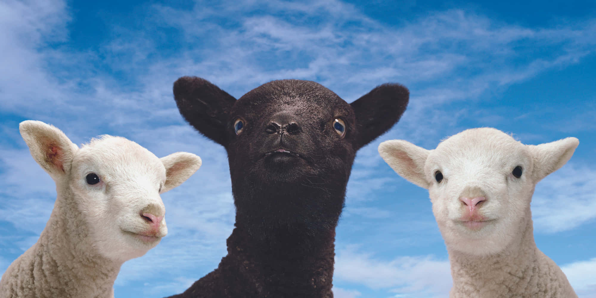 Black Sheep 桌布 壁紙 — 三隻好奇的小羊，一隻黑色兩隻白色，在藍天白雲的背景下直視觀眾。
