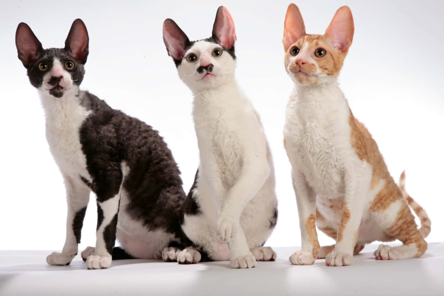 Cornish Rex 桌布 壁紙 — 三隻好奇的康沃爾帝王貓，有大耳朵和捲曲毛髮，並排坐在純白色背景前。