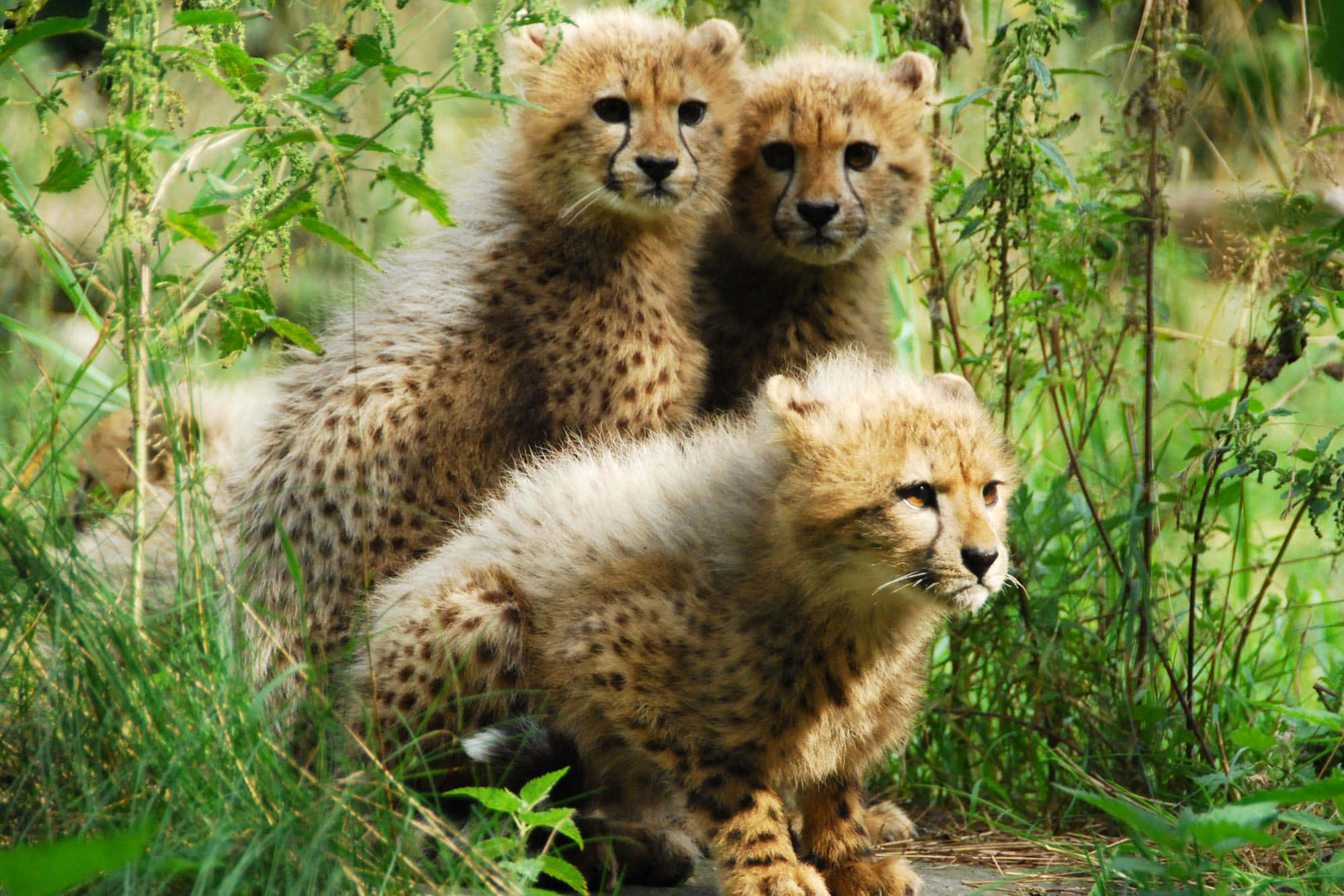 Baby Cheetah 桌布 壁紙 — 三隻好奇的獵豹幼崽，身上有斑點毛皮，在陽光明媚的自然環境中穿過茂密的綠色樹葉窺視。