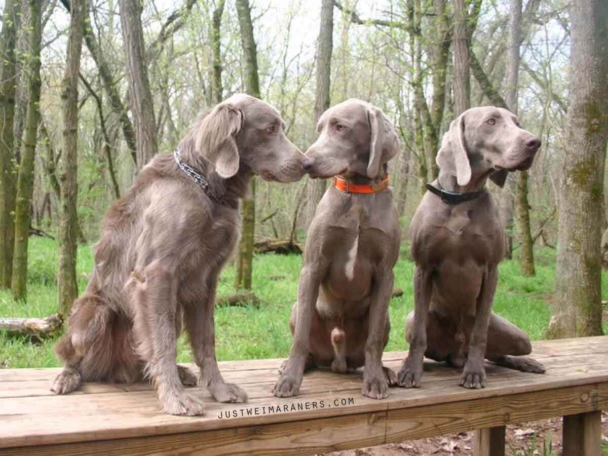 Weimaraner 桌布 壁紙 — 三隻威瑪獵犬並排坐在森林中的木長椅上，周圍有光禿的樹木和綠草。