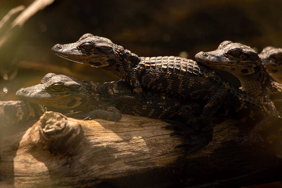Alligator 桌布 壁紙 — 三隻小凱門鱷在渾濁沼澤的風化木頭上享受溫暖陽光。