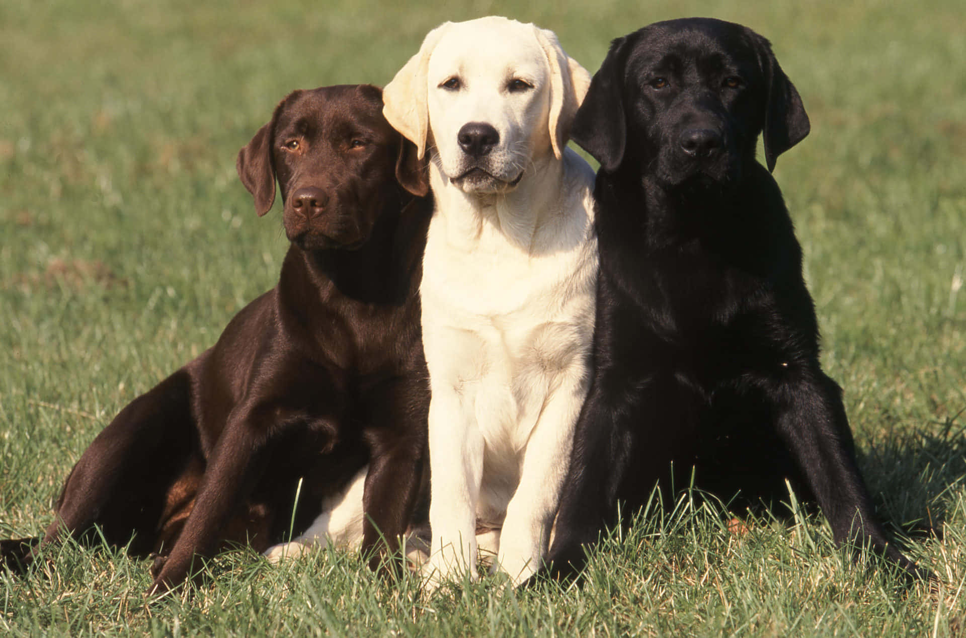 Yellow Labrador 桌布 壁紙 — 三隻巧克力色、黃色和黑色的拉布拉多尋回犬平靜地一起坐在陽光普照的綠色草地上。