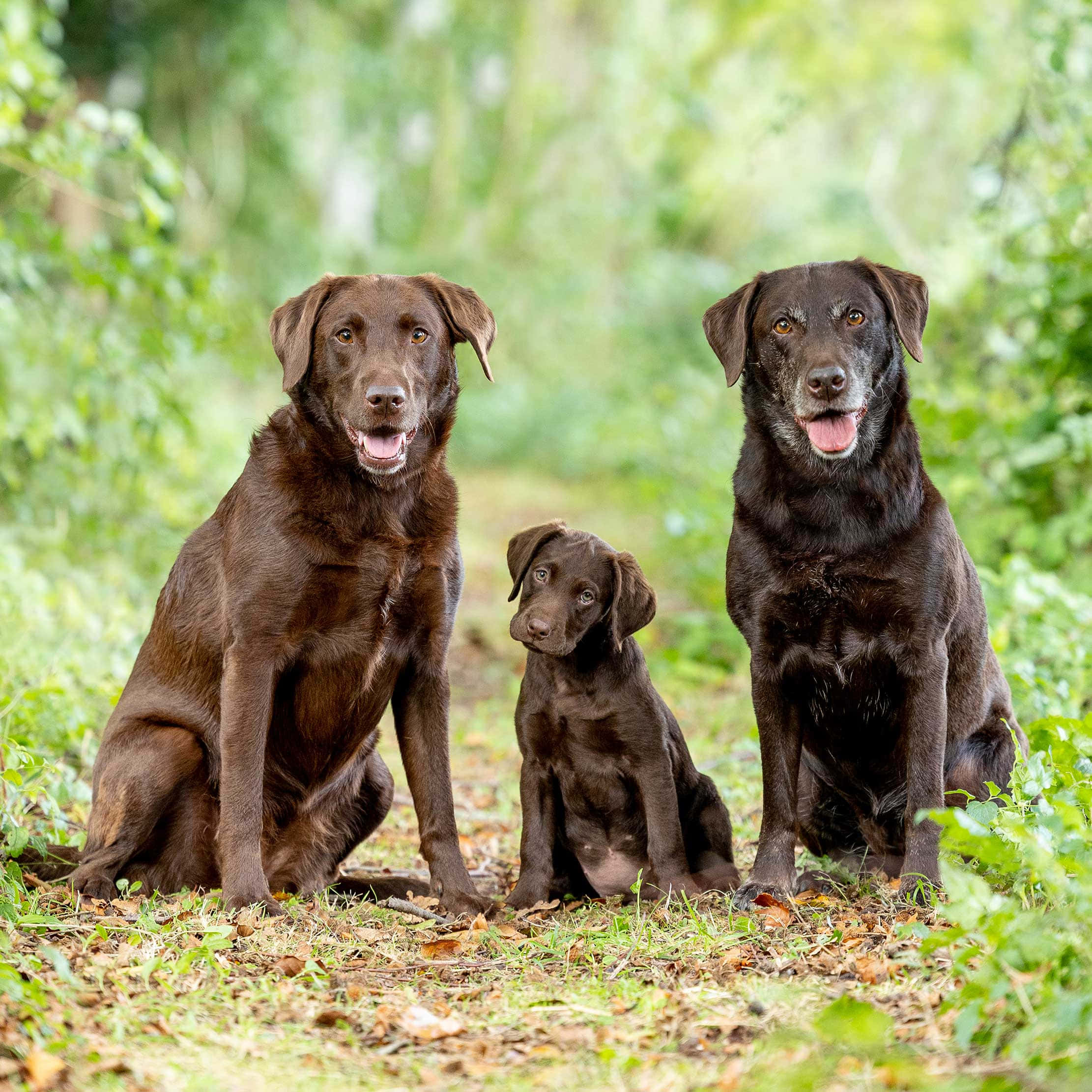 Labrador 桌布 壁紙 — 三隻巧克力色拉布拉多尋回犬——一隻成年兩隻幼犬——一起坐在陽光普照的森林空地中，周圍有綠色樹葉和落葉。