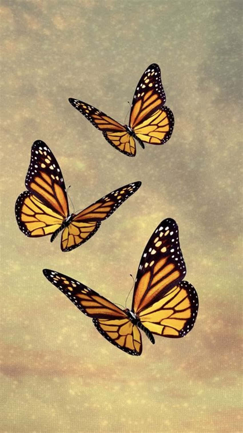 Butterflies 桌布 壁紙 — 三隻帝王斑蝶，擁有橙色翅膀和黑色脈絡，在柔和紋理的金色天空中優雅翱翔。