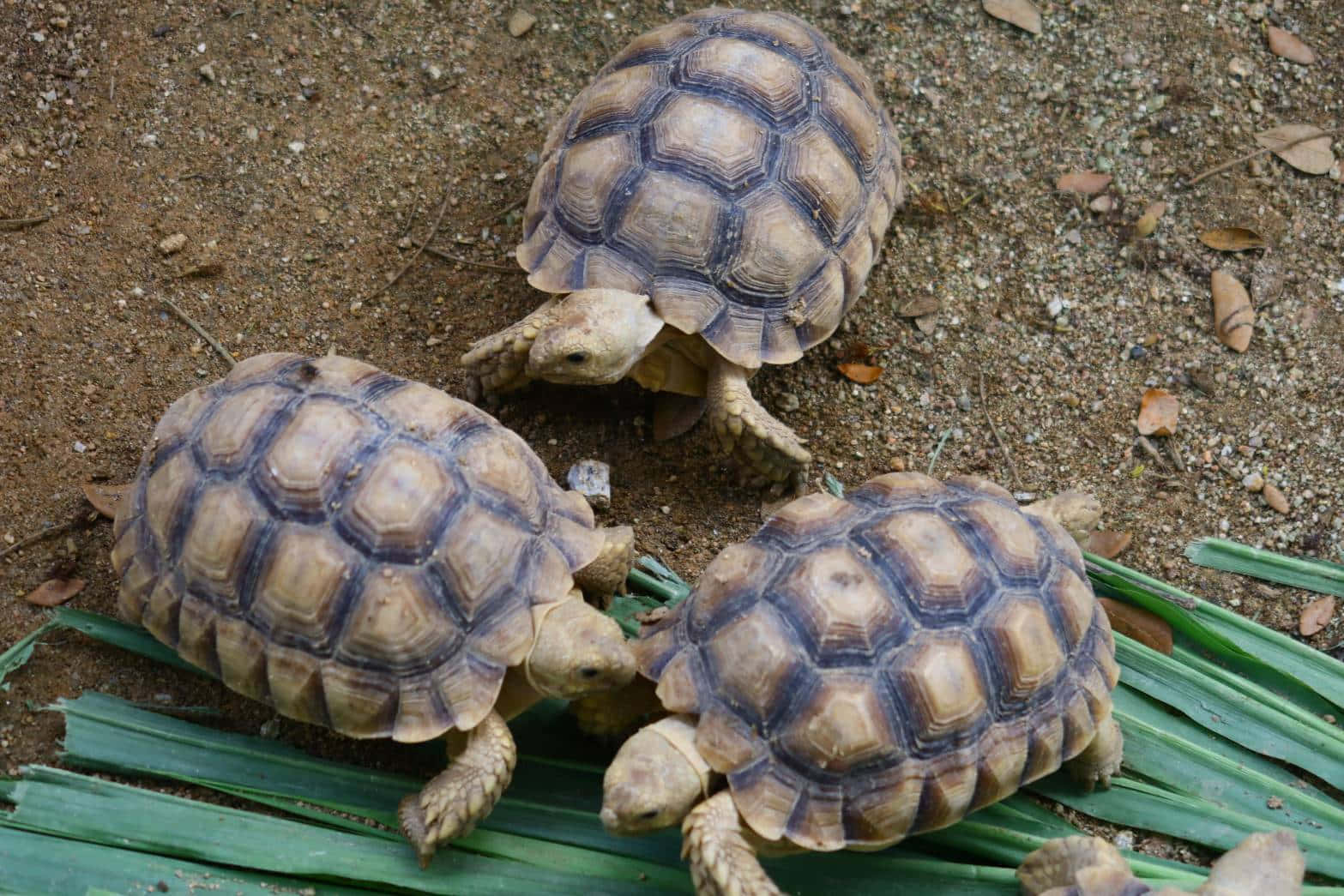 Turtle's Journey 壁紙 — 三隻帶有圖案龜殼的陸龜在自然光下於泥土和綠葉上覓食。