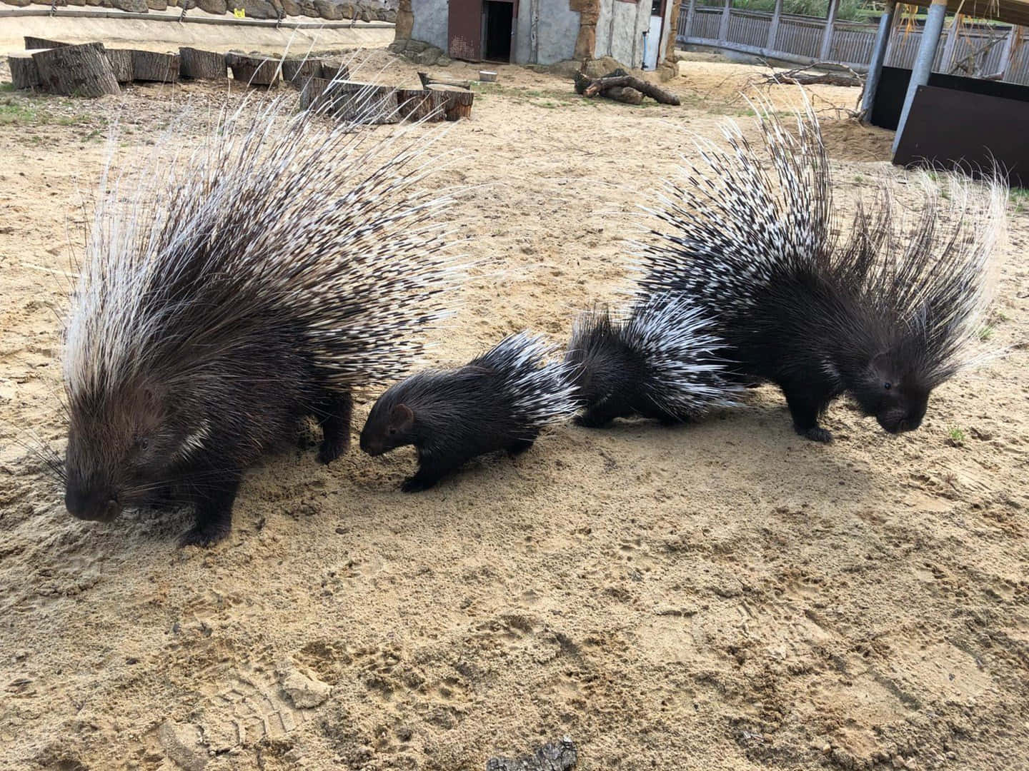 Porcupine 桌布 壁紙 — 三隻帶有尖銳黑白刺的豪豬在動物園圍欄內的沙地上行走。