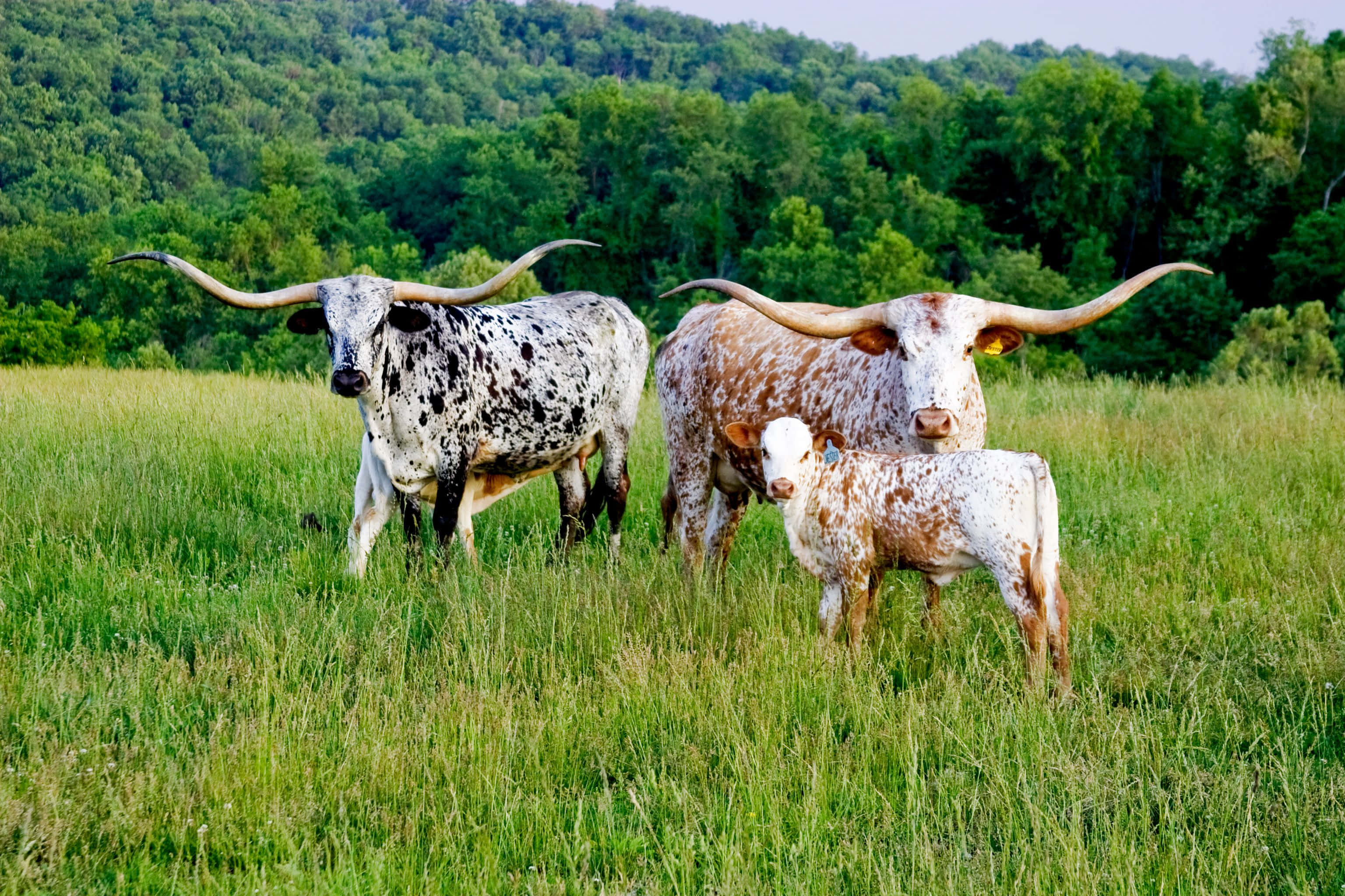 Longhorn 桌布 壁紙 — 三隻帶有斑點皮毛和巨大彎曲角的長角牛站在陽光明媚的綠色牧場上，周圍環繞著茂密的森林。