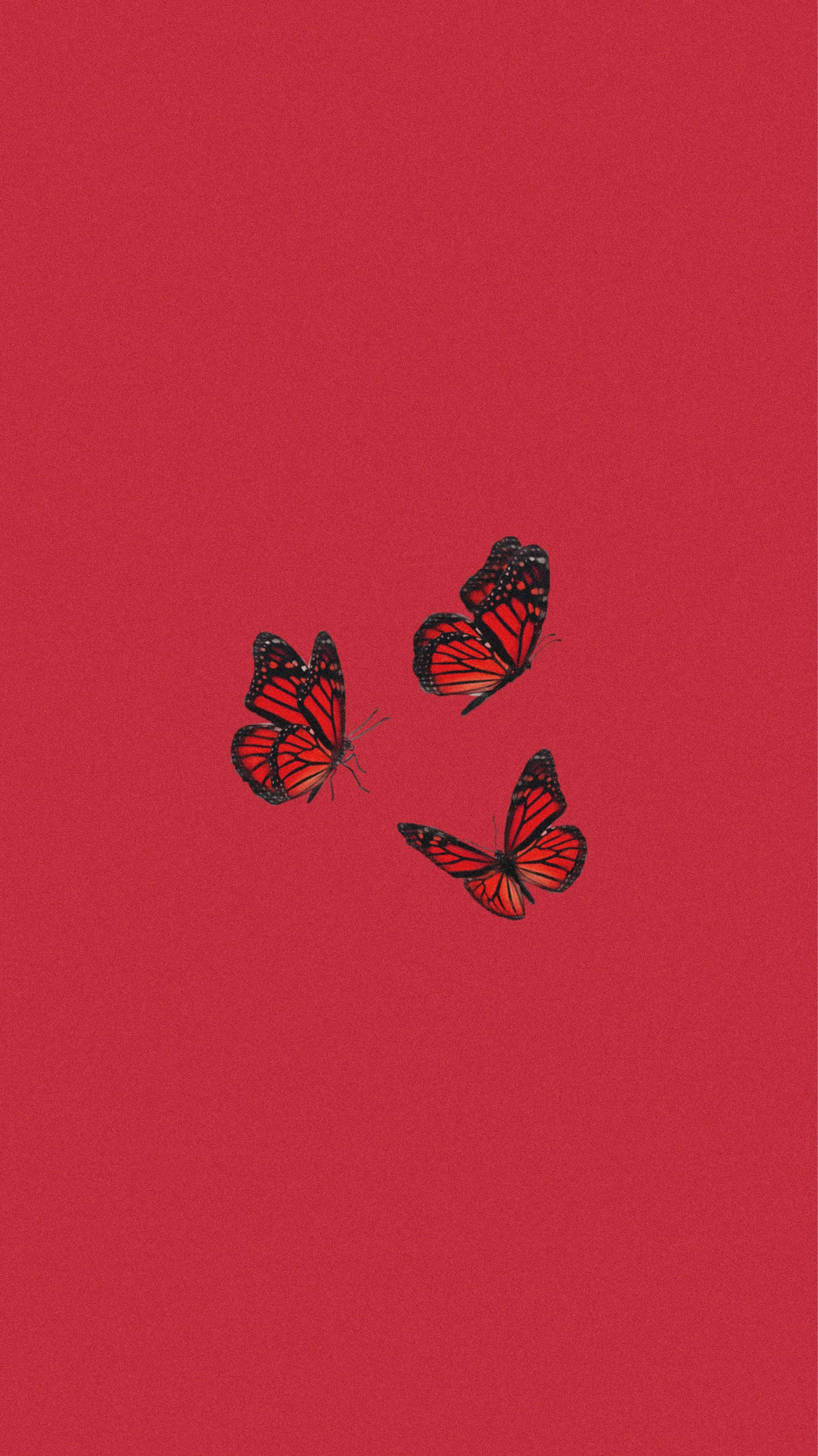 Butterflies 桌布 壁紙 — 三隻帶有橙色和黑色翅膀的帝王蝶在純深紅色背景上優雅地飛舞。