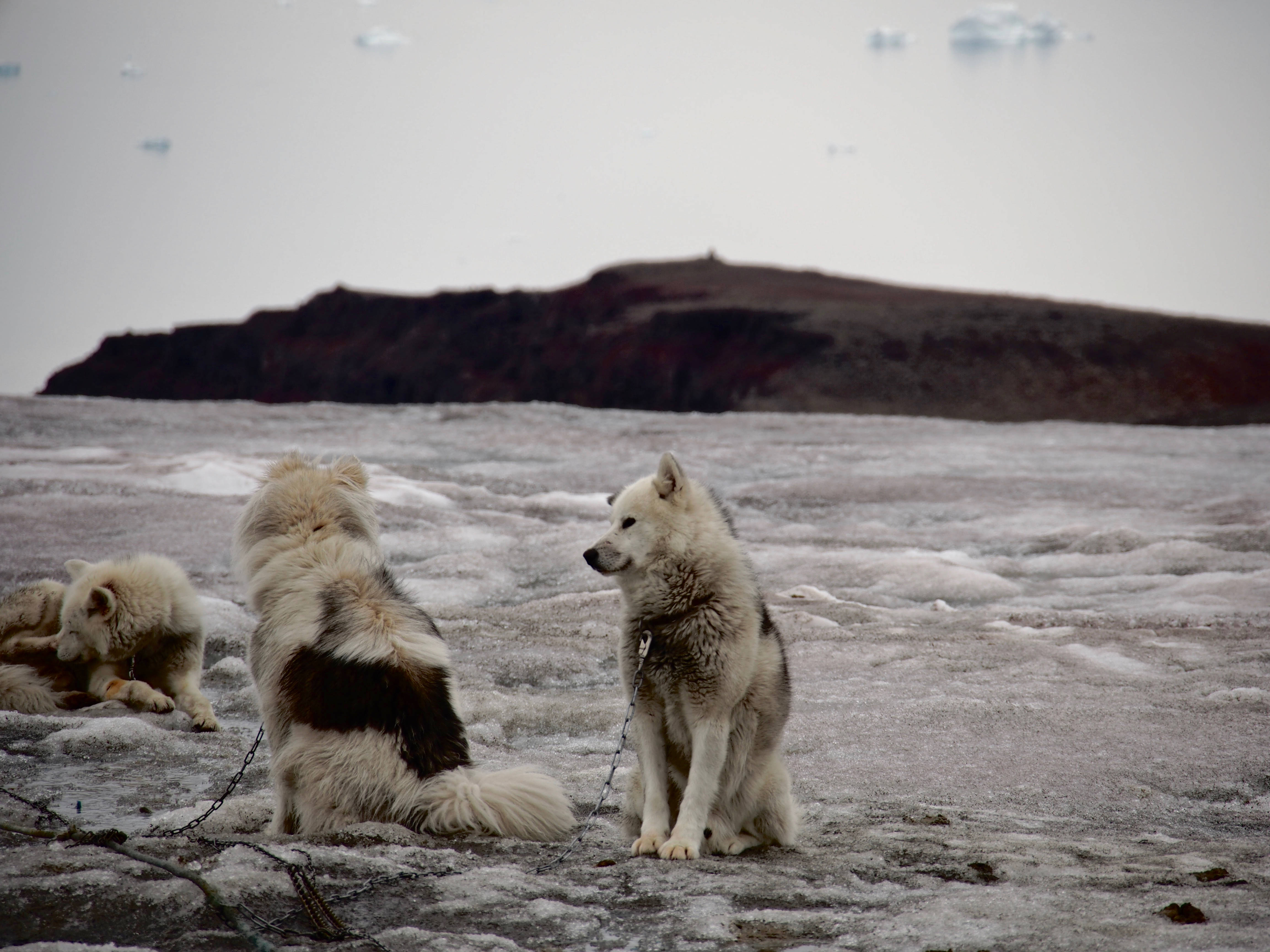Greenland 桌布 壁紙 — 三隻帶有深色斑紋的蓬鬆白狗在蒼白的天空下，坐在或躺在冰凍的地形上，靠近遠處的岩石懸崖。