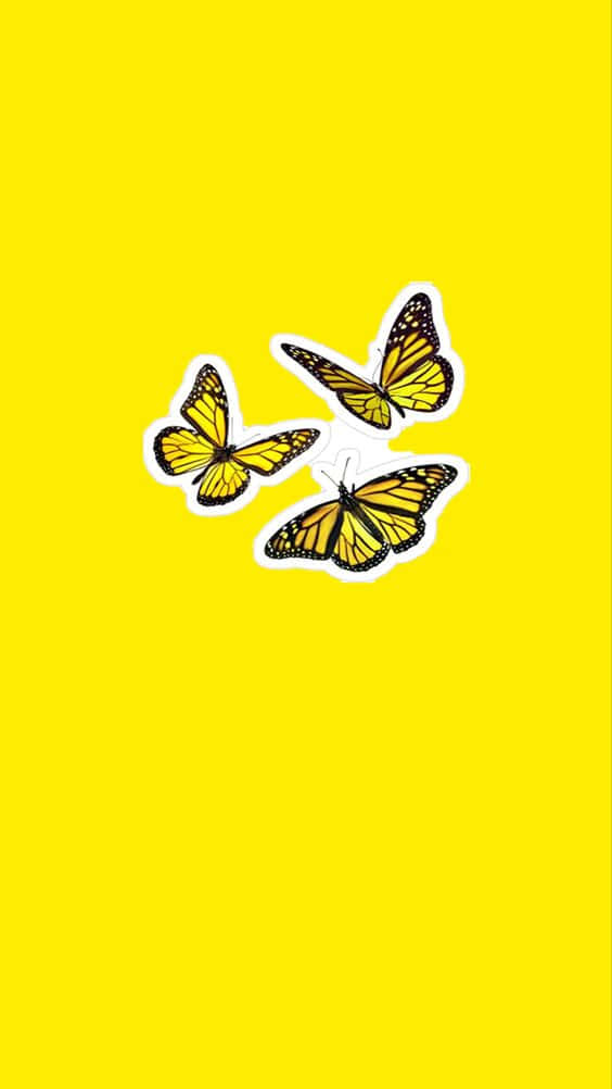 Butterflies 桌布 壁紙 — 三隻帶有白色輪廓的帝王蝶在純亮黃色背景上飛舞。