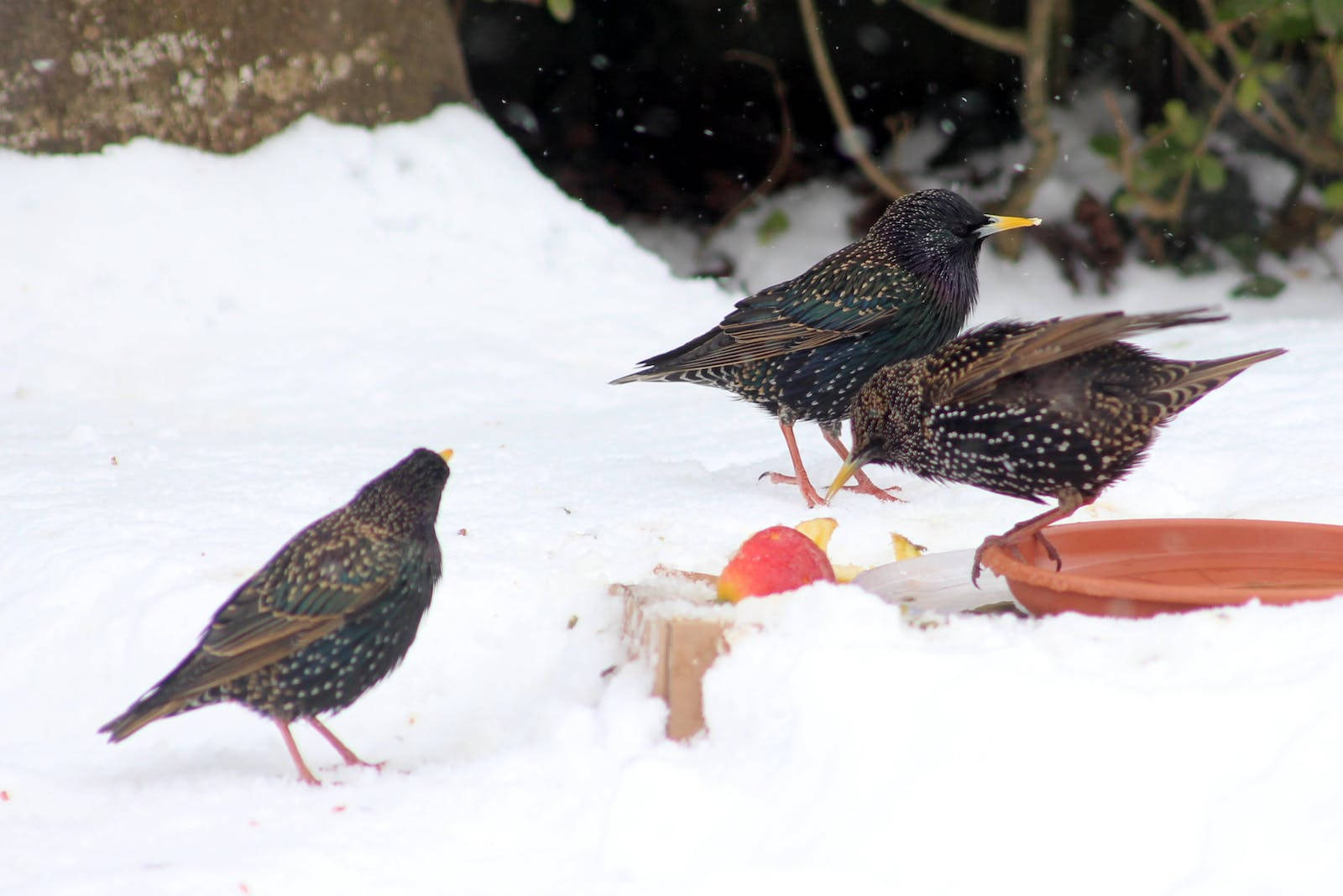 birds 桌布 壁紙 — 三隻帶有虹彩羽毛的椋鳥在石牆附近的雪地上啄食一個紅蘋果。