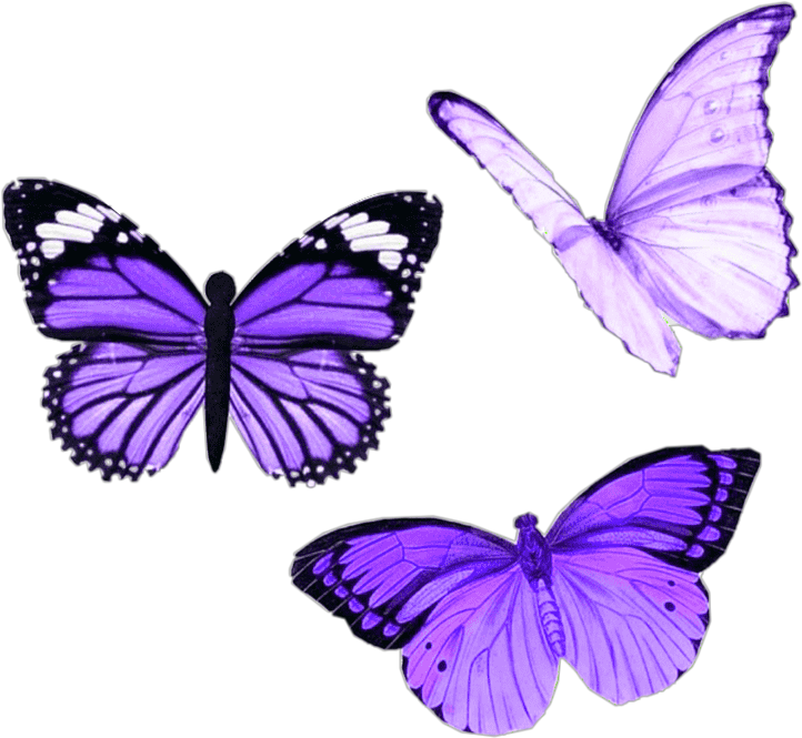 Butterfly Wings 桌布 壁紙 — 三隻帶有複雜翅膀圖案的鮮豔紫色蝴蝶在純黑色背景上優雅地飄浮。