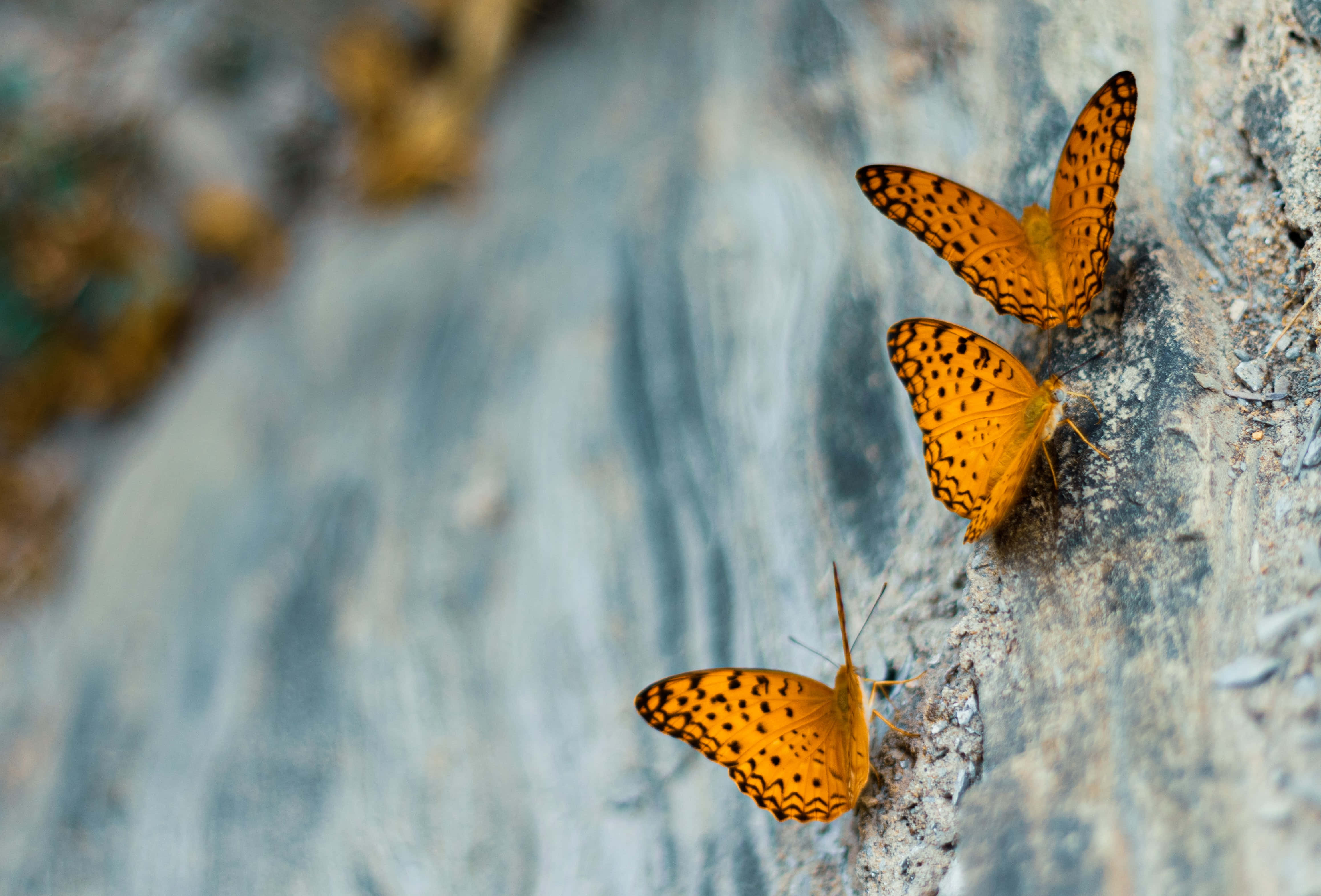 Butterflies 桌布 壁紙 — 三隻帶有黑色斑點的鮮豔橙色蝴蝶停留在有紋理的灰色岩石表面上。