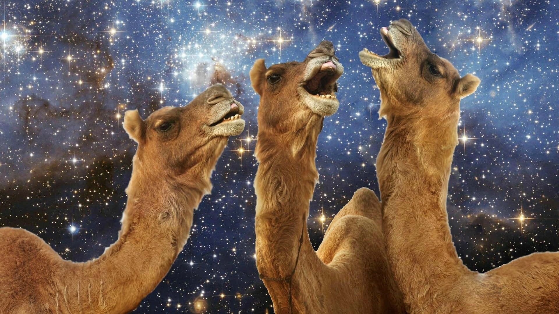 Funny Llama 桌布 壁紙 — 三隻張開嘴的駱駝站在充滿閃爍星星和宇宙雲層的星雲天空前。