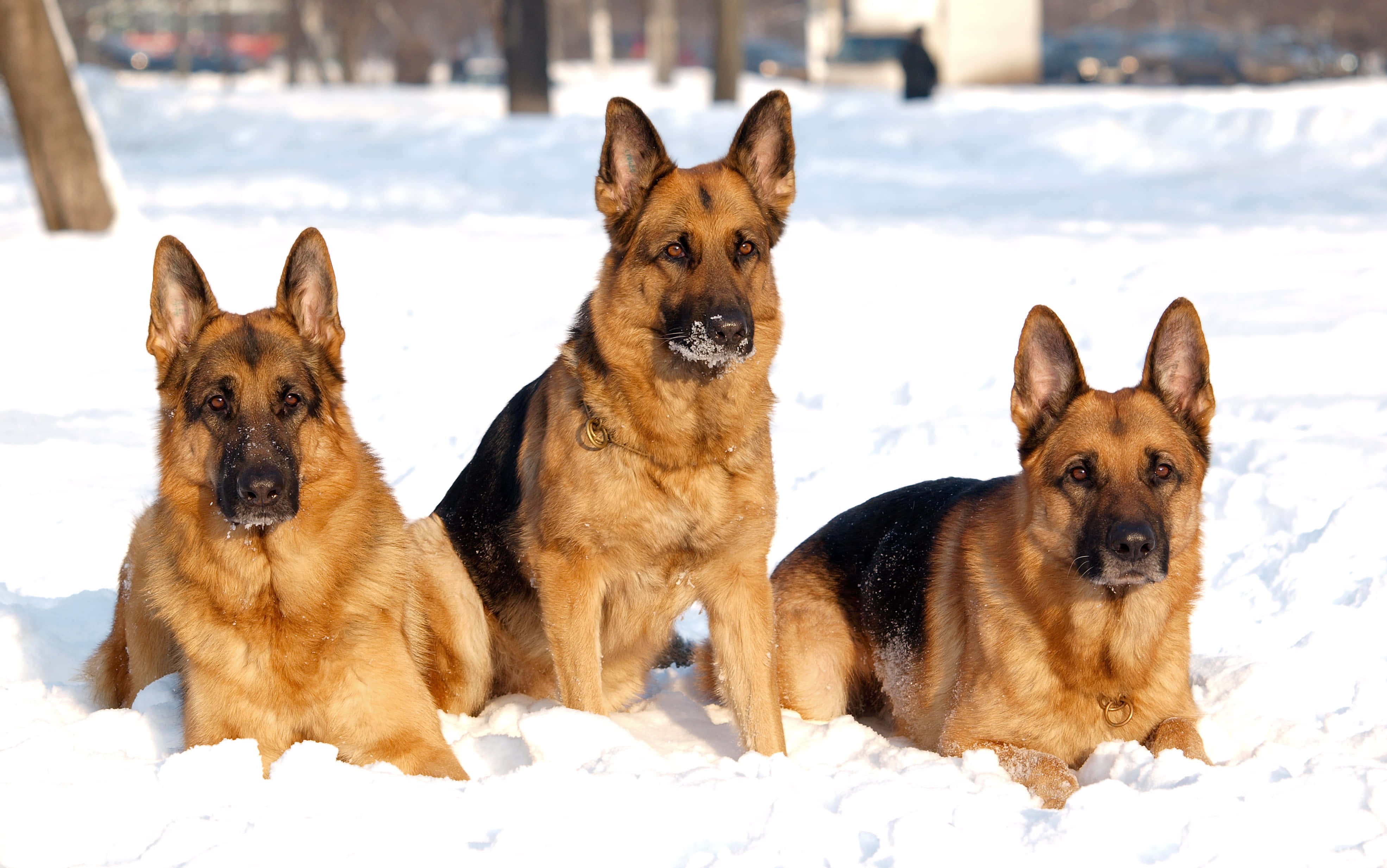 德國狼犬 桌布 壁紙 — 三隻德國牧羊犬在深雪中警覺地坐著，在明亮的冬日陽光下，口鼻上有霜。