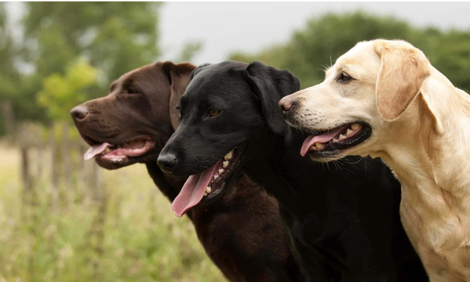 Labrador 桌布 壁紙 — 三隻快樂的巧克力色、黑色和黃色拉布拉多尋回犬並排站在有樹木在後方的草地上。