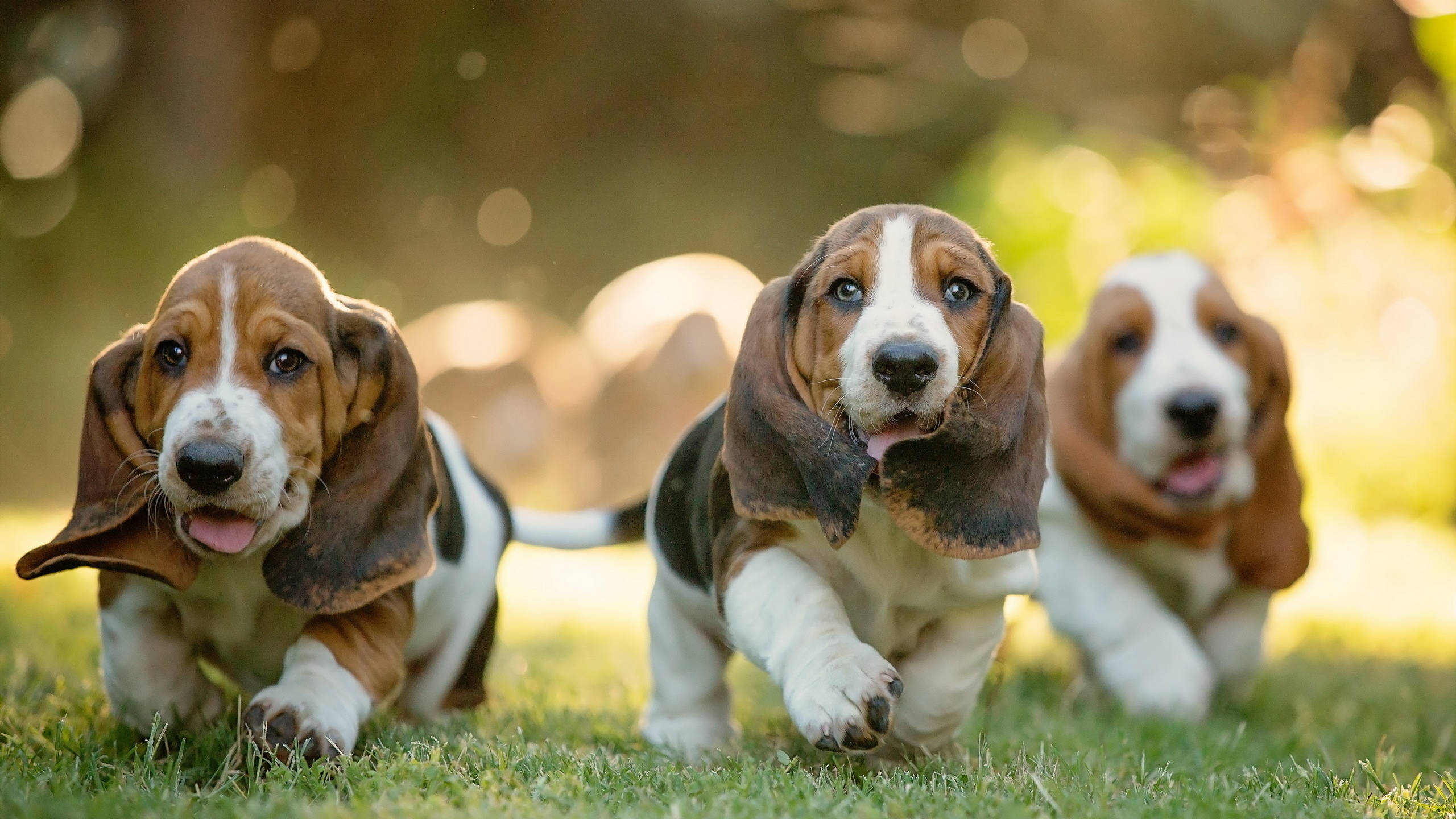 cute dogs 桌布 壁紙 — 三隻快樂的巴吉度獵犬幼犬在陽光照耀的草地上奔跑，耳朵下垂，眼睛明亮。