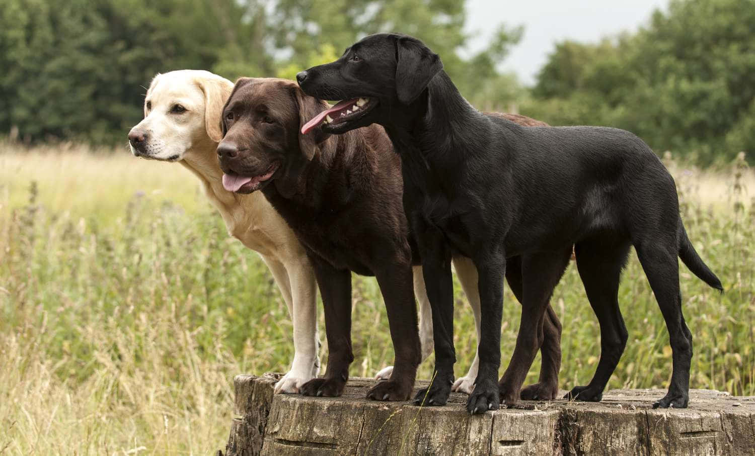 Labrador 桌布 壁紙 — 三隻快樂的拉布拉多尋回犬，分別是黃色、棕色和黑色，警覺地站在陽光普照的草地上一個風化的樹樁上。