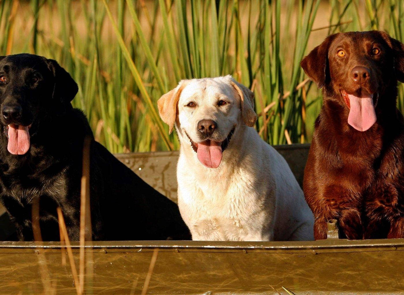 Dogs 桌布 壁紙 — 三隻快樂的拉布拉多尋回犬，黑色、黃色和巧克力色，坐在一艘船裡，身後有蘆葦，沐浴在金色的陽光下。