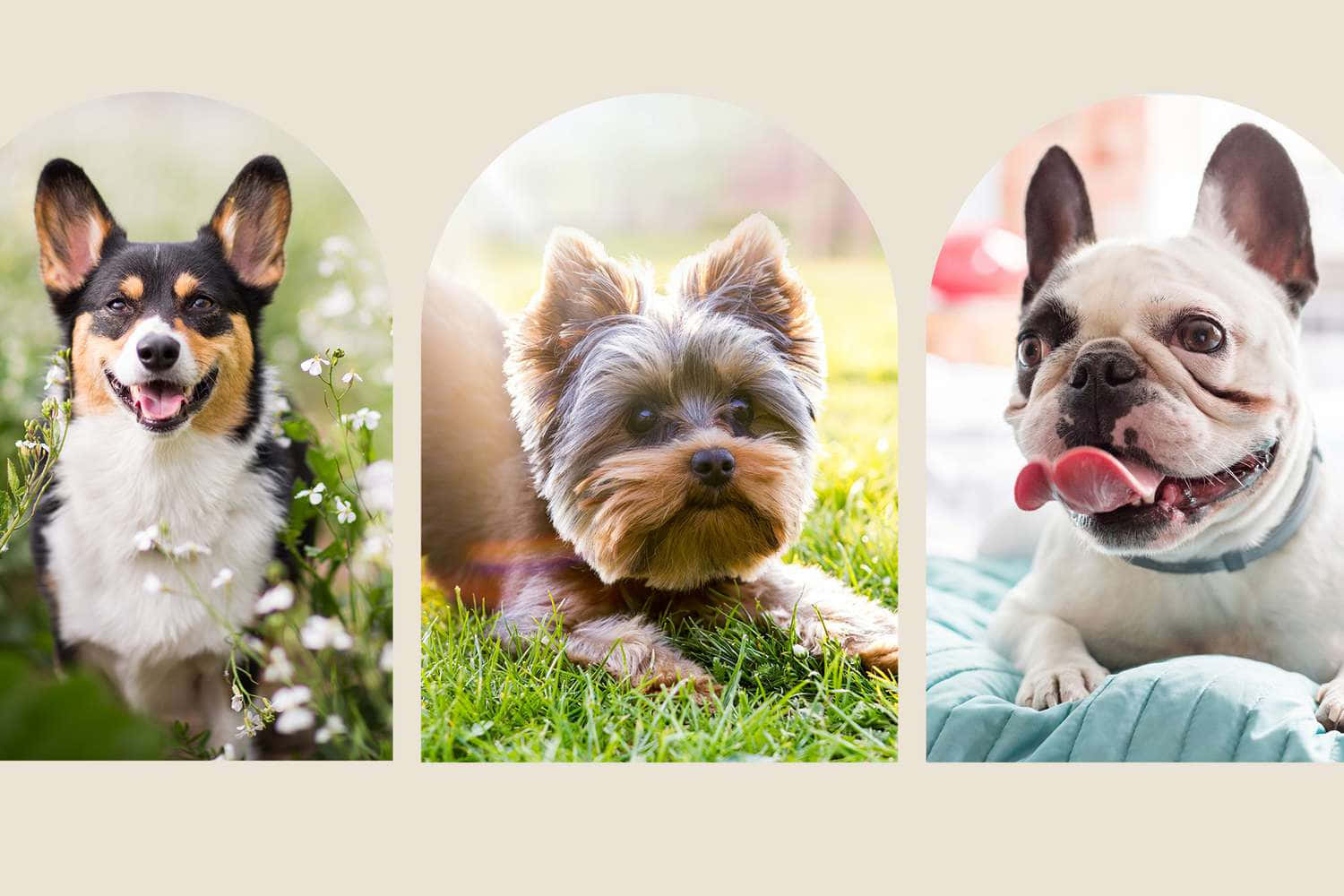 Dogs 桌布 壁紙 — 三隻快樂的狗各自在自己的拱形框架中：柯基犬與花、約克夏在草地上、法國鬥牛犬舔嘴唇。