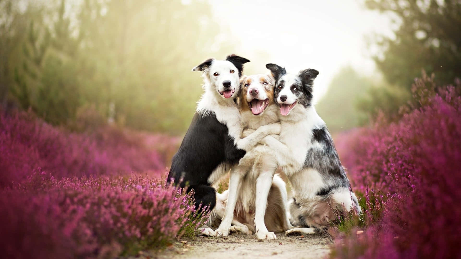 狗 桌布 壁紙 — 三隻快樂的邊境牧羊犬在柔和的金色陽光下，擠在充滿活力的紫色石楠花田裡。