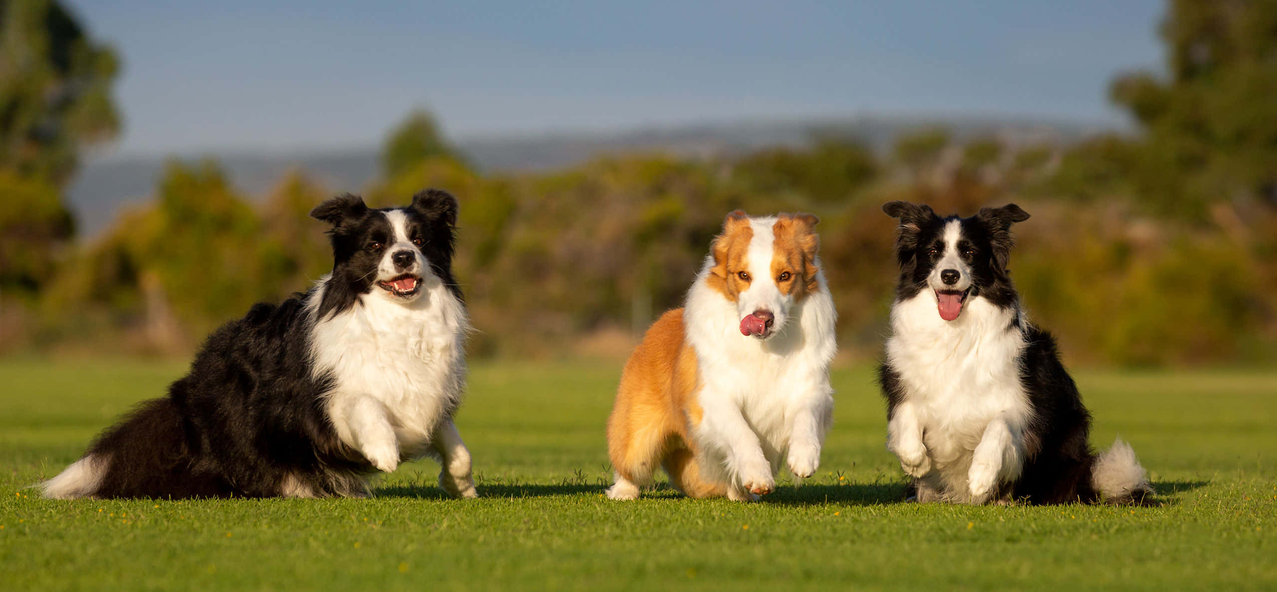 border collie 桌布 壁紙 — 三隻快樂的邊境牧羊犬在陽光普照的草地上嬉戲奔跑，背景有樹木和山丘。